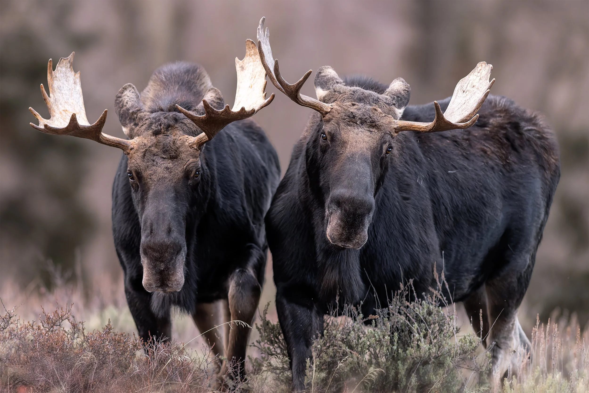 BROTHERS FROM DIFFERENT MOTHERS 2x3.jpg