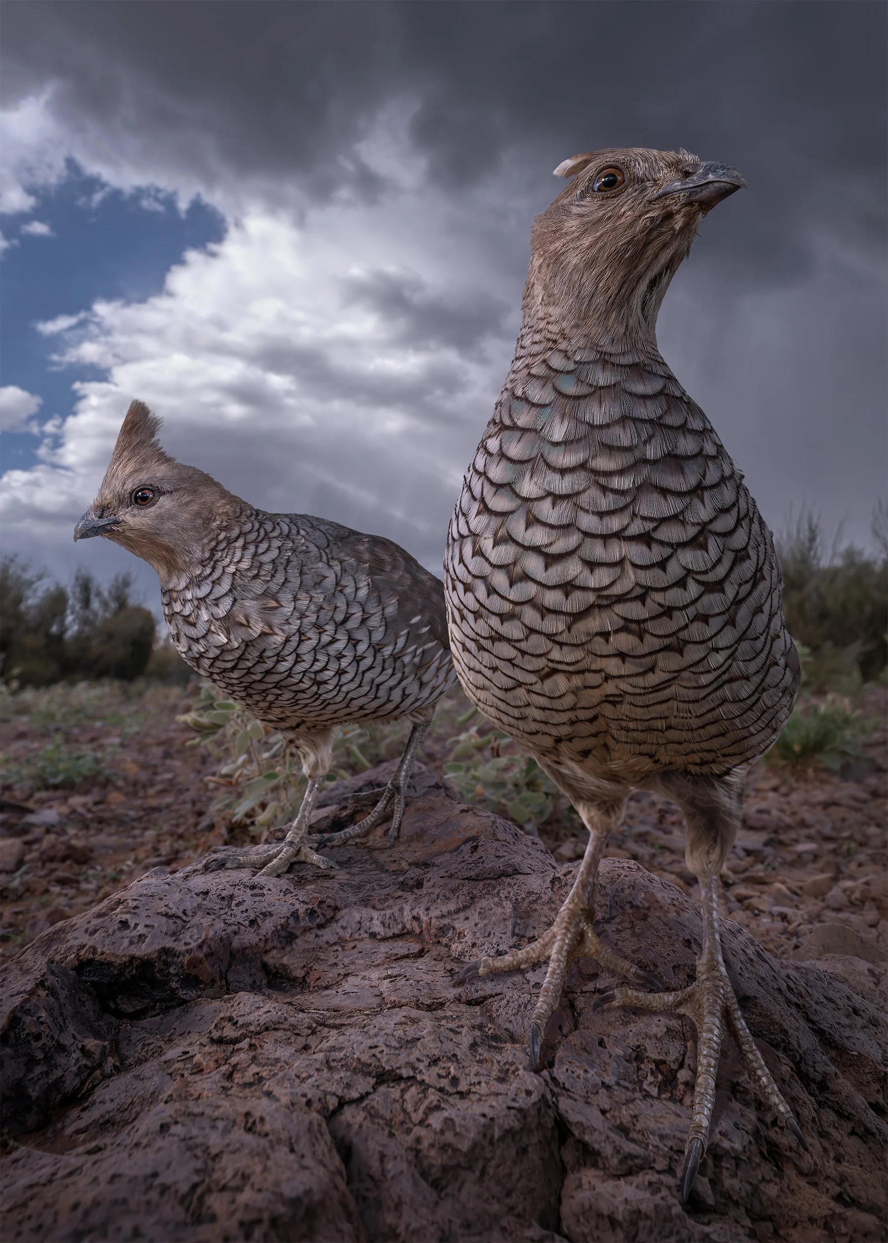 SCALES BEFORE THE STORM 5x7.jpg