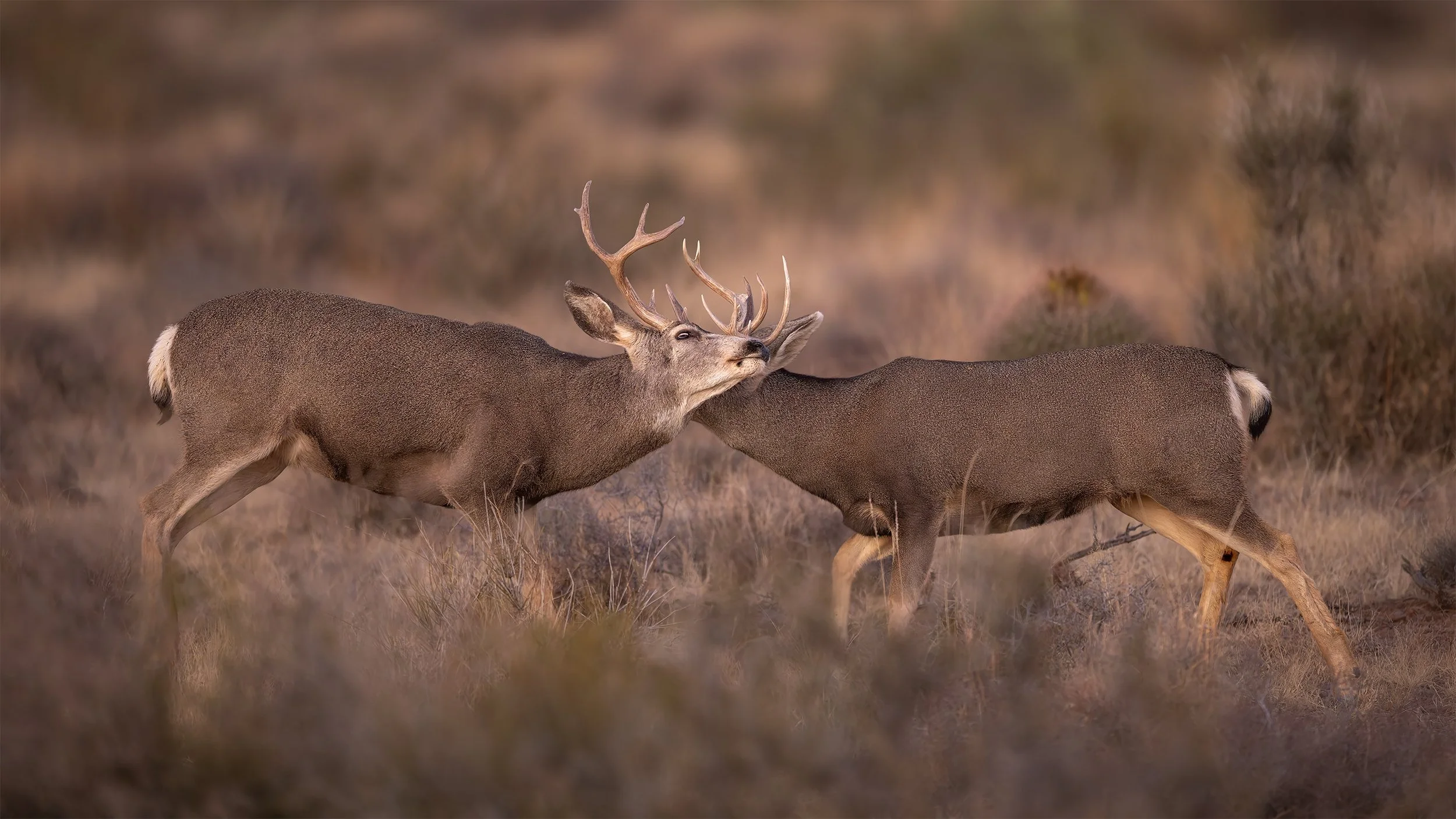 Into the Rut Desert Mule Deer