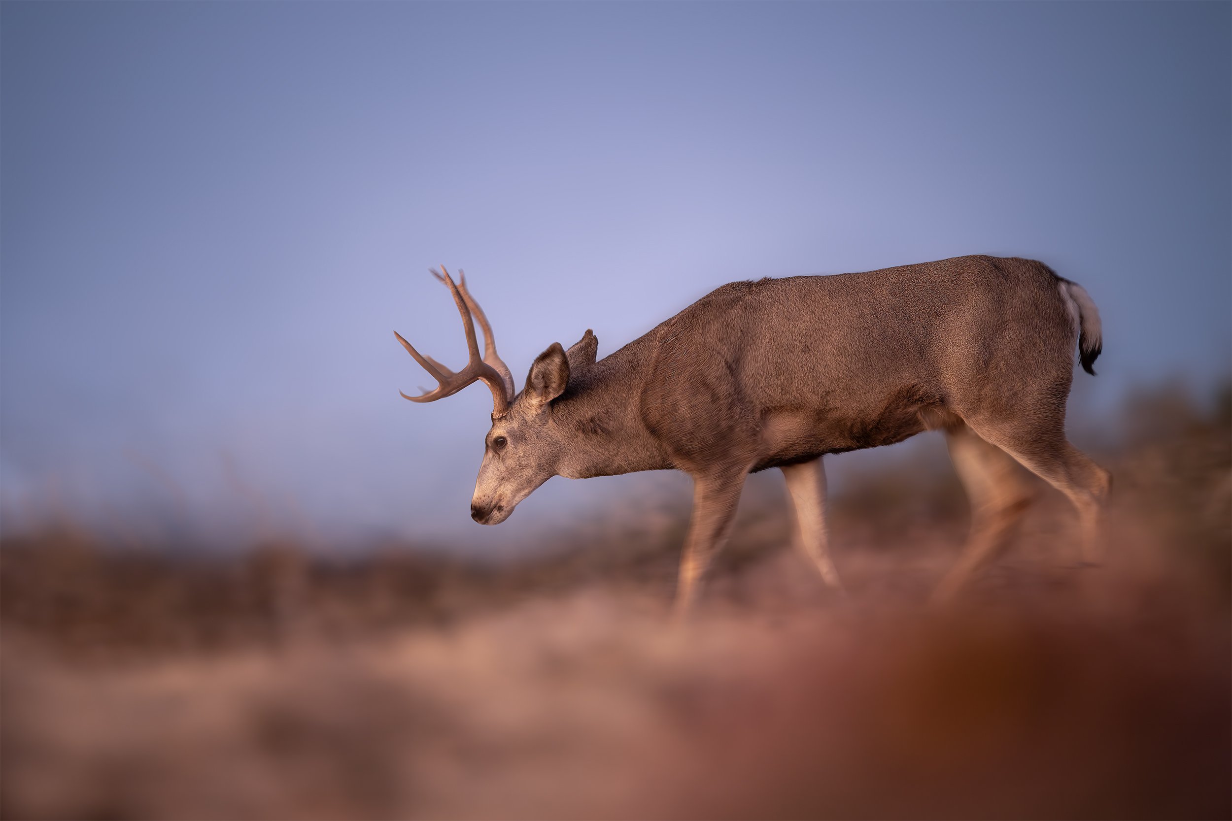 MULE DEER ON THE MOVE 2x3.jpg