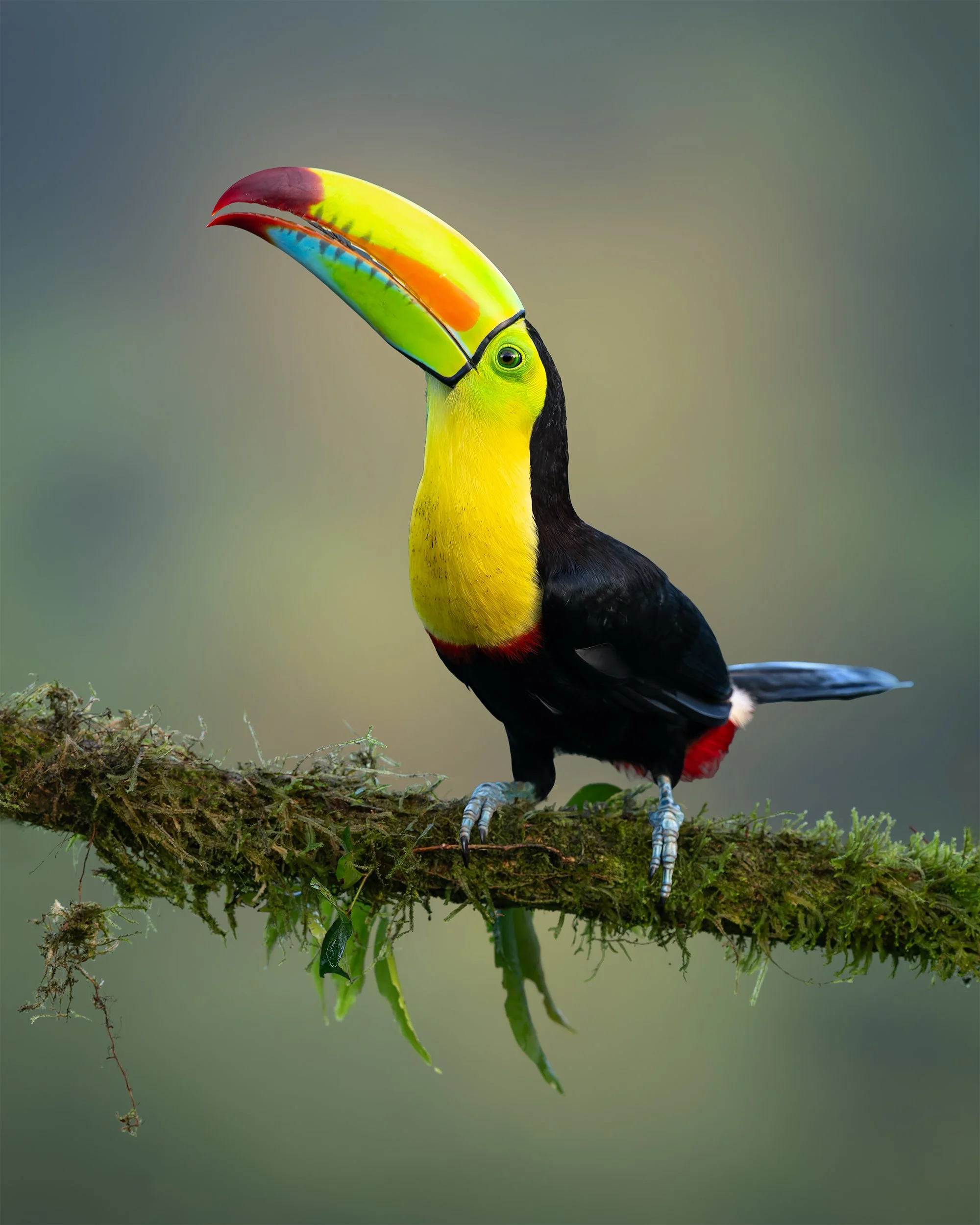 Keeled Bill Toucan
