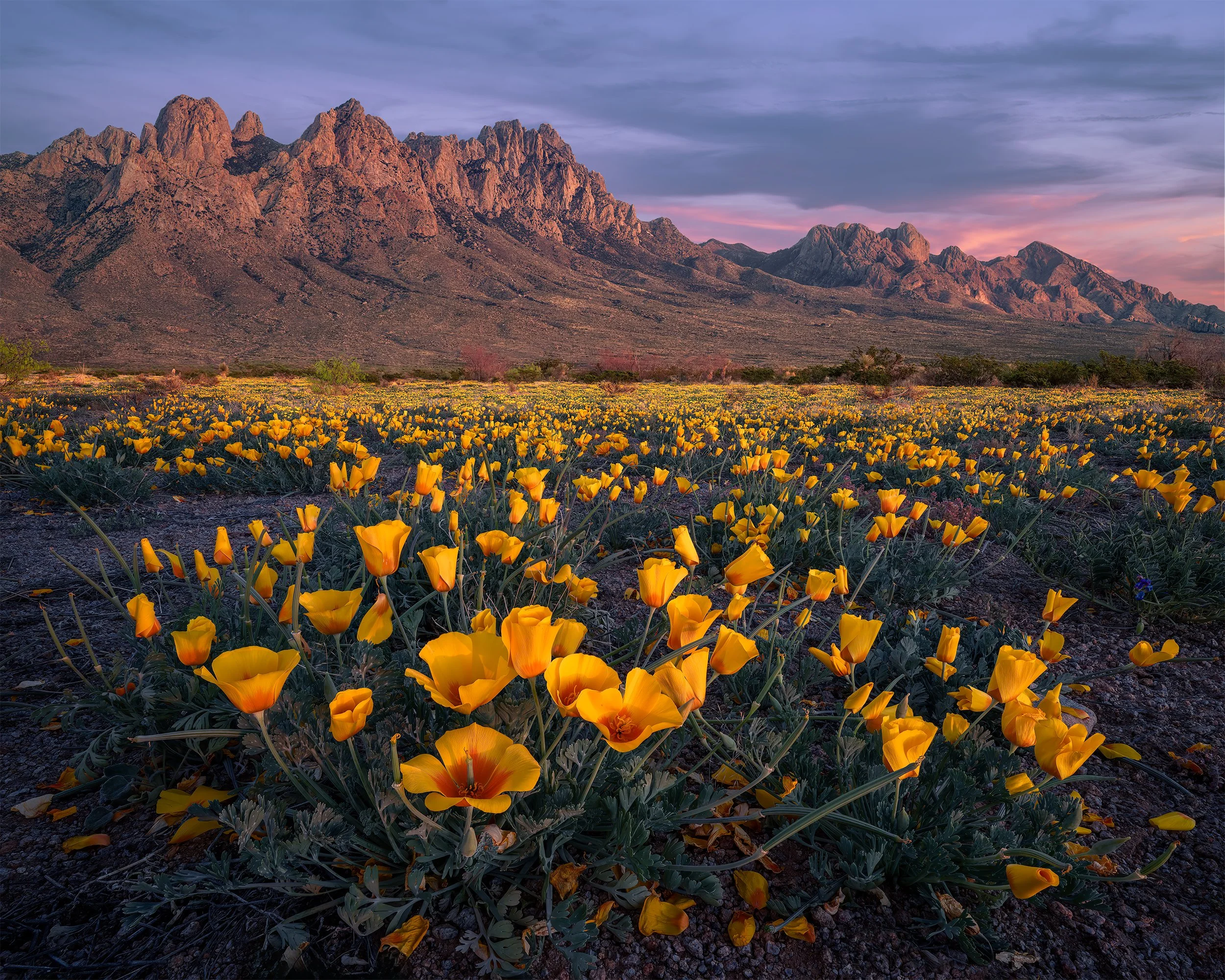 THE HIDDEN FIELD OF POPPIES 4x5.jpg