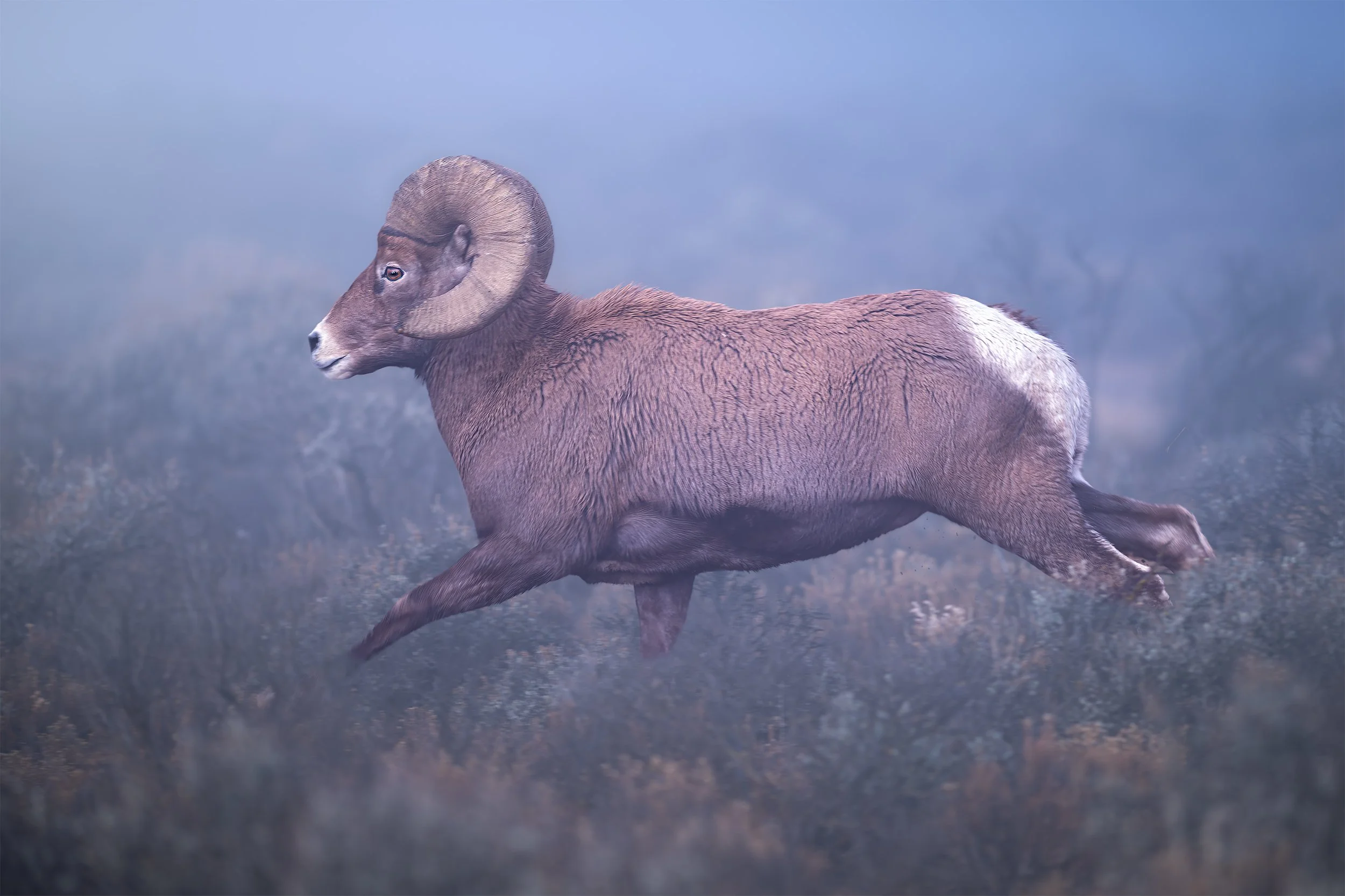BIGHORN RUNNING THROUGH THE FOG 2 x3 .jpg