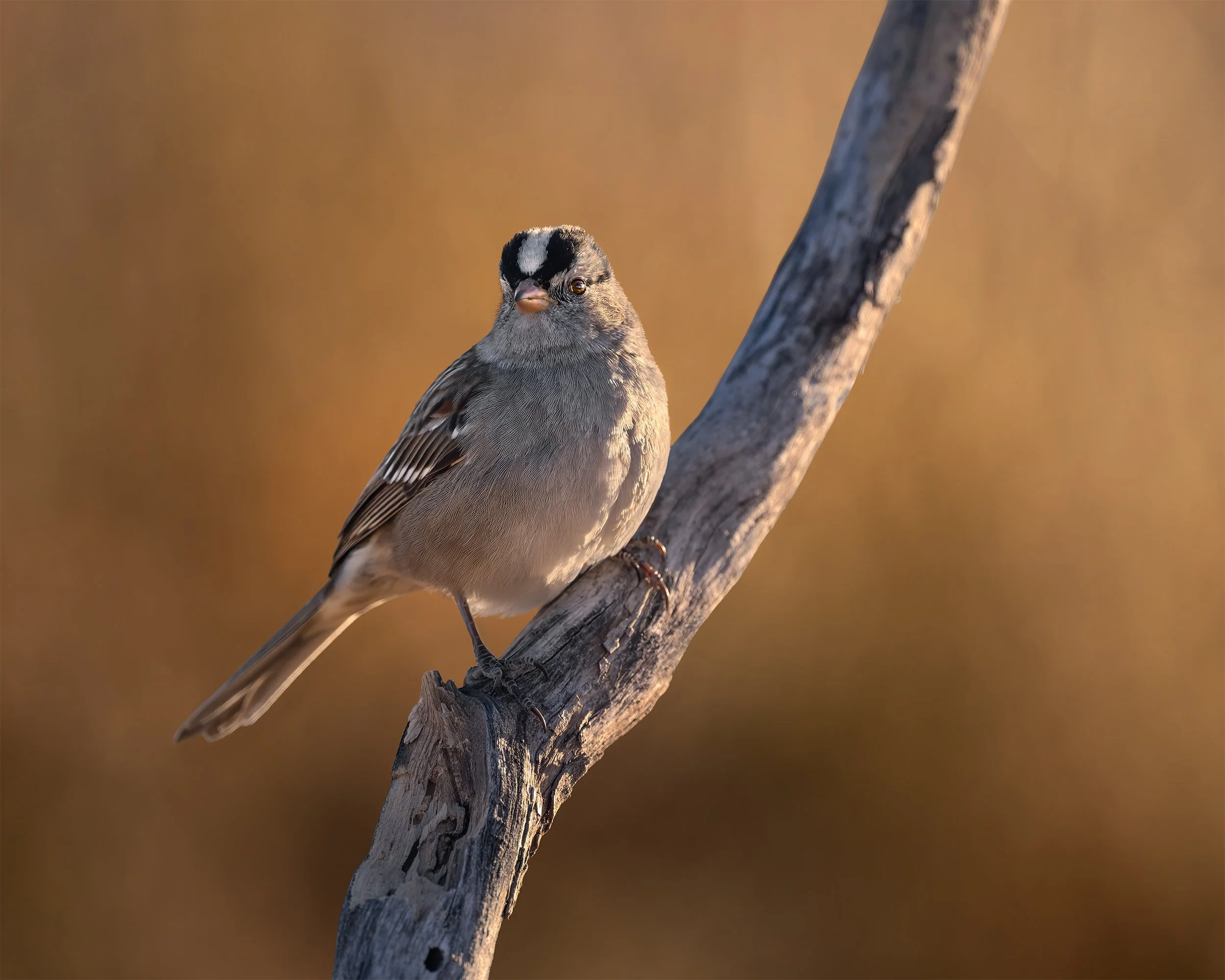 WHITE CROWNED ROYALTY 4x5.jpg
