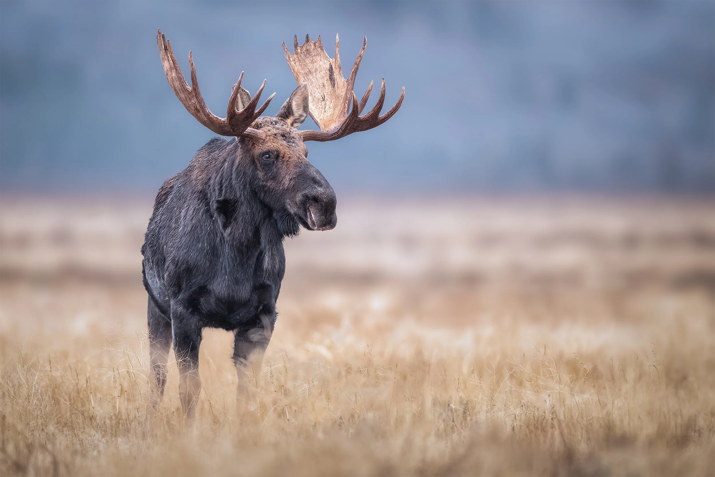 WAITING ON WINTER  2x3 for website.jpg