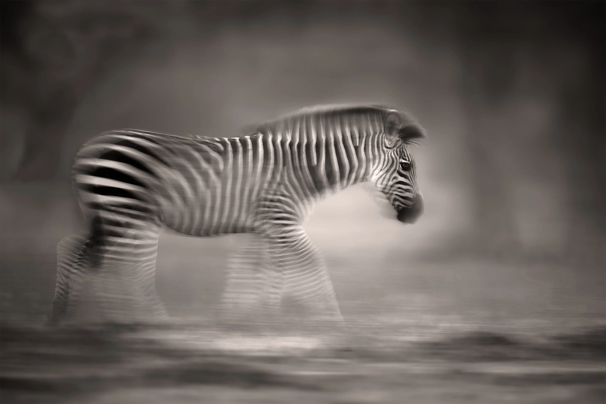 ZEBRA TIME ZAMBIA 2x3.jpg