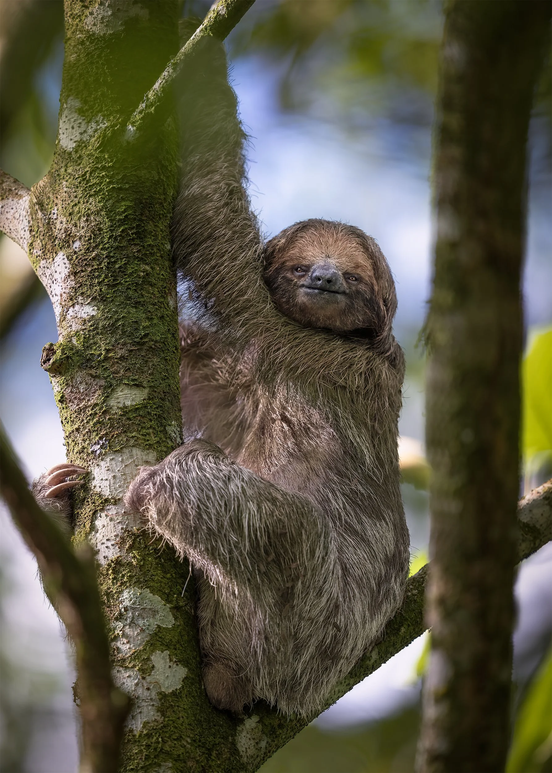 Costa Rica Sloth