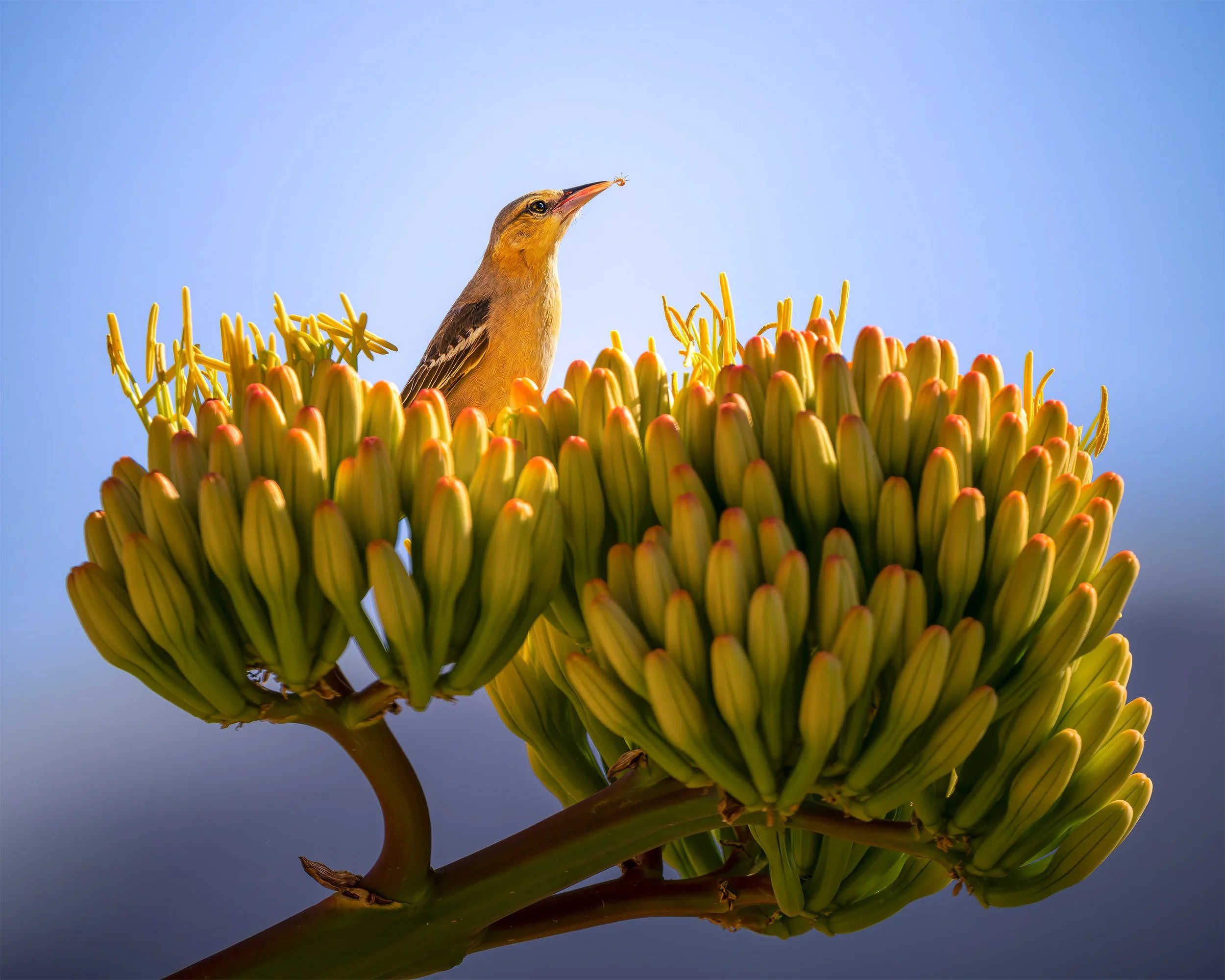 BULLOCKS ORIOLE  4x5.jpg
