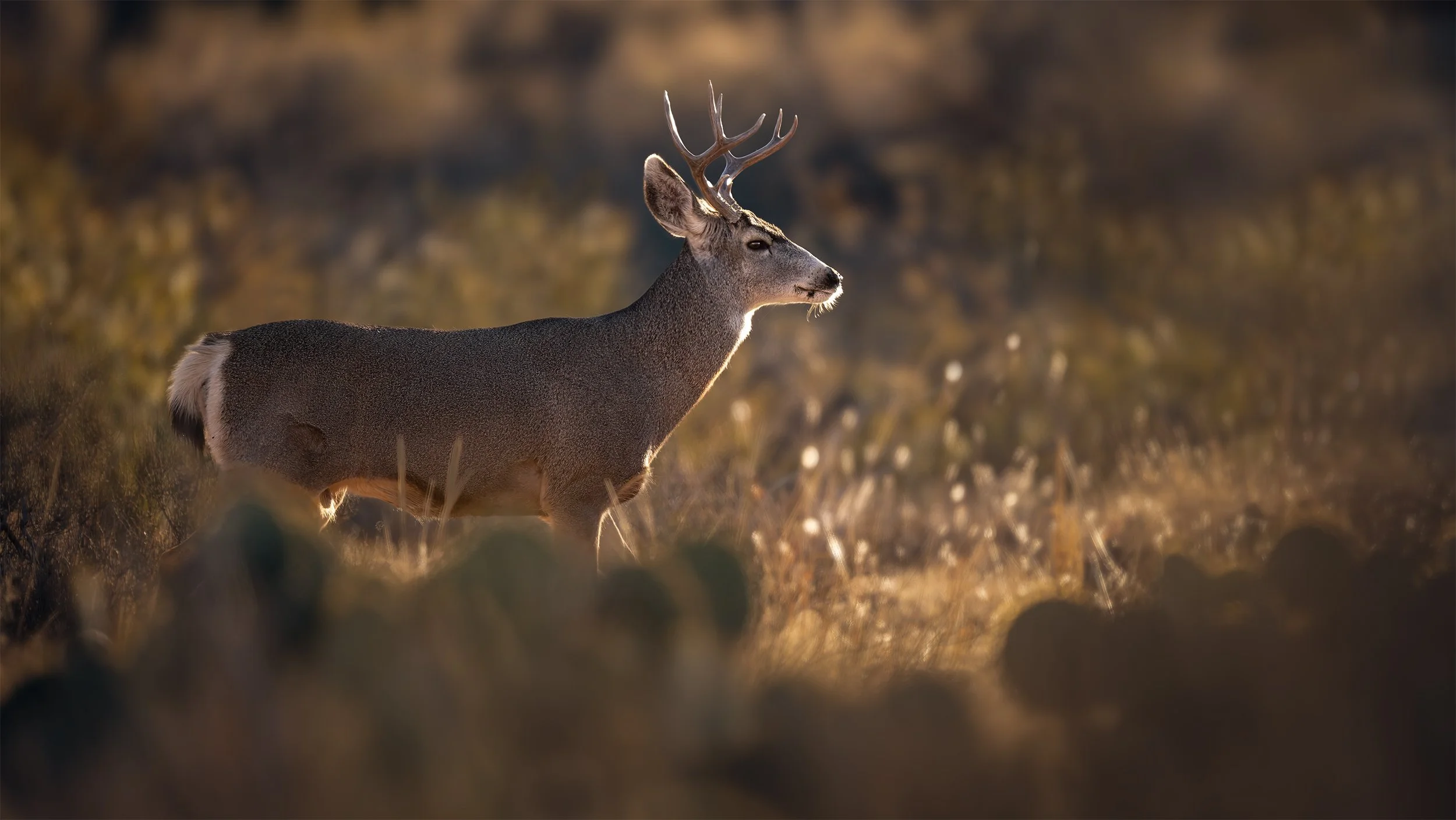 BACK LIT BUCK 16x9.jpg