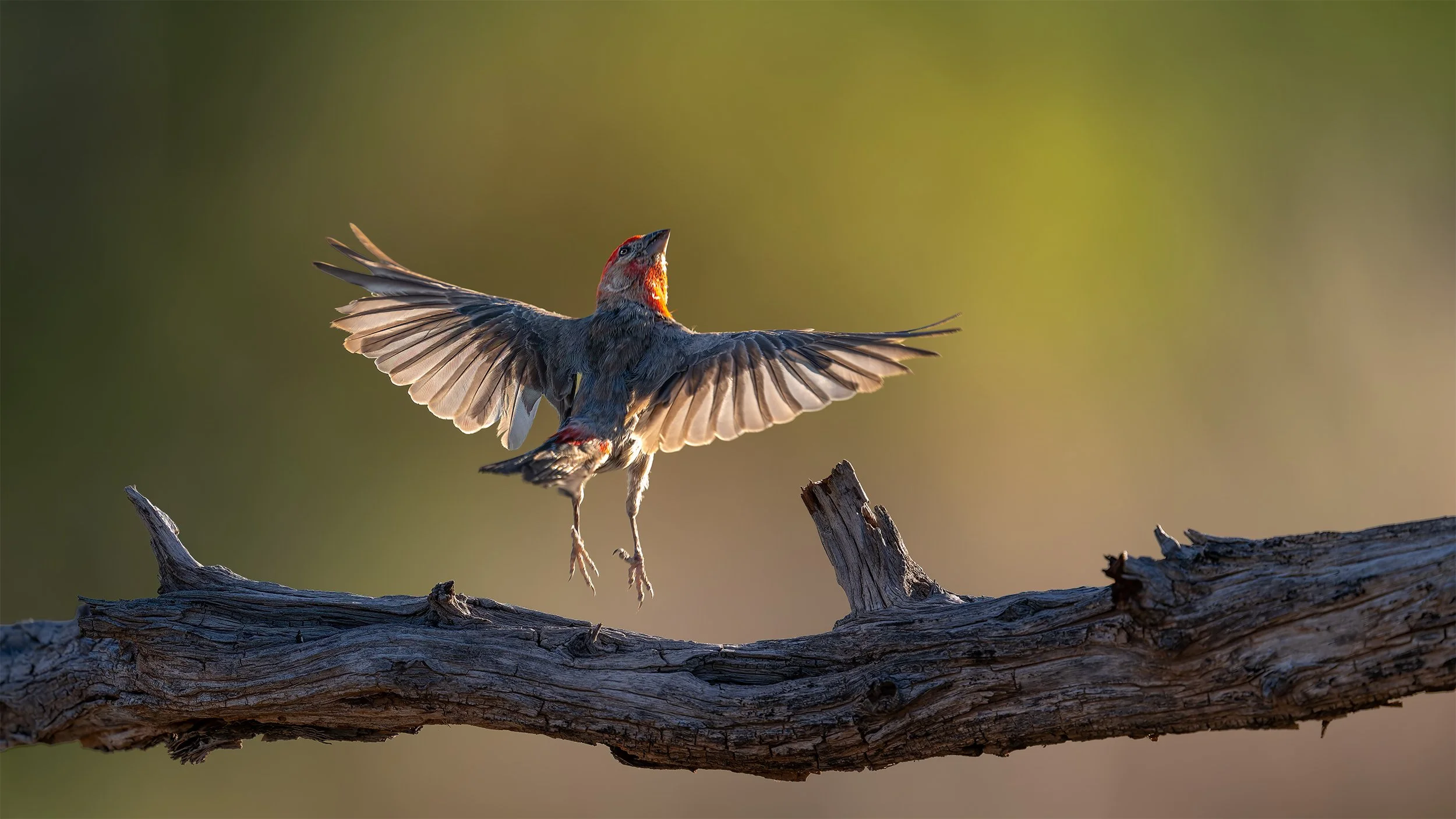 HOUSE FINCH IN FLIGHT_Z8A0138-001-1 16x9.jpg