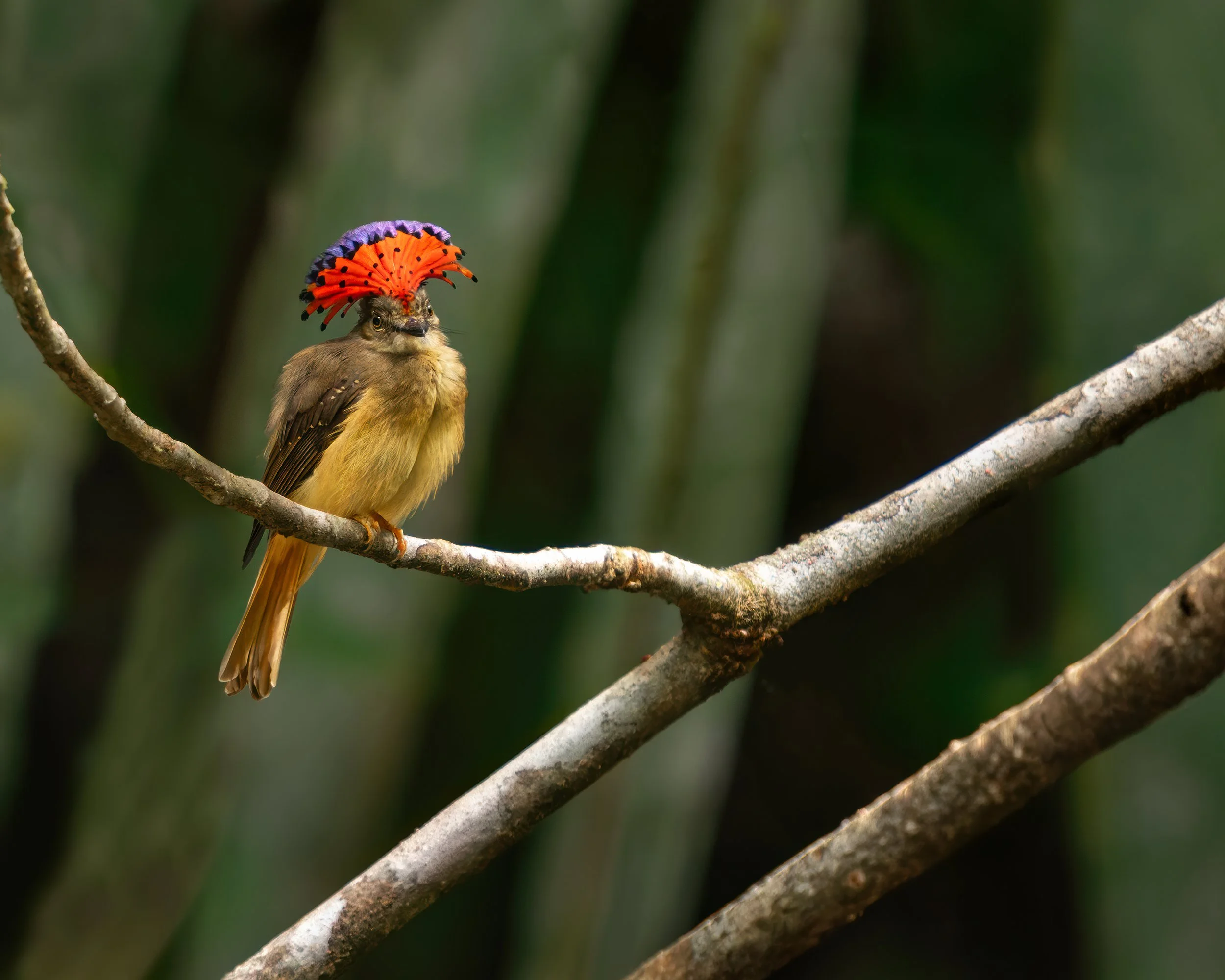 COSTA RICA ROYAL FLYCATCHER 4 x 5.jpg
