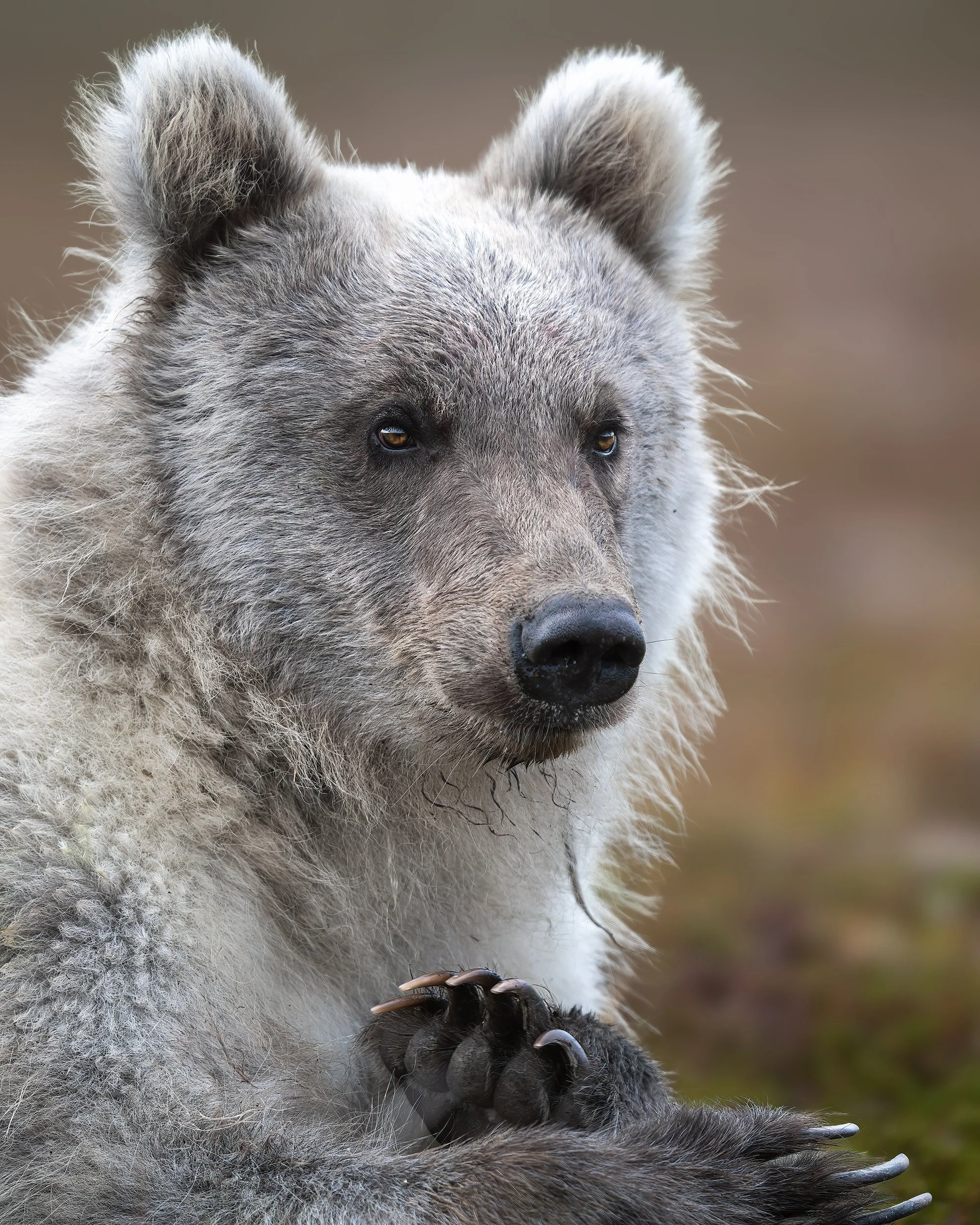 THE PORTRAIT OF PERSONALITY bears 4x5.jpg