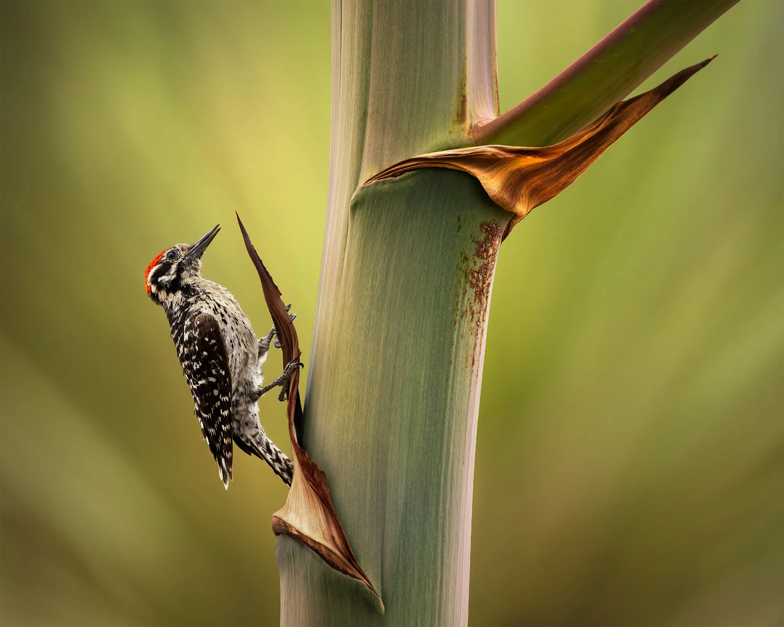 LADDER BACKED WOODPECKER ON THE AGAVE 4x5.jpg