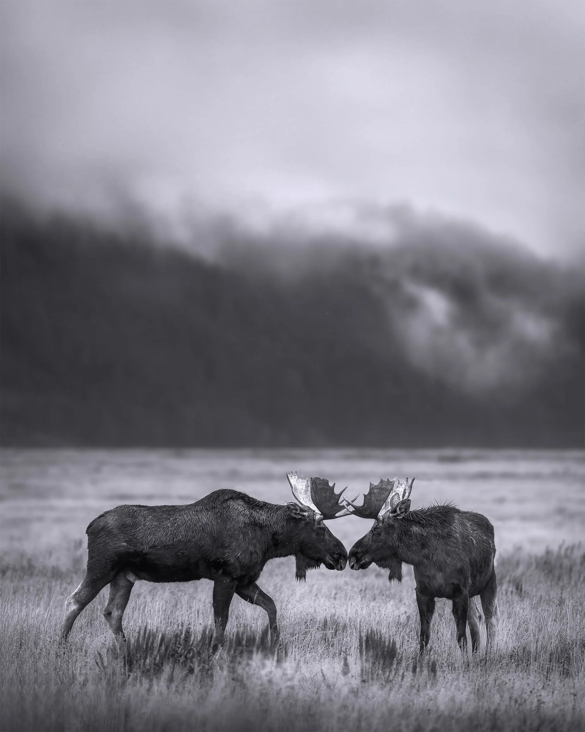 BROTHERS moose b&w 4x5.jpg