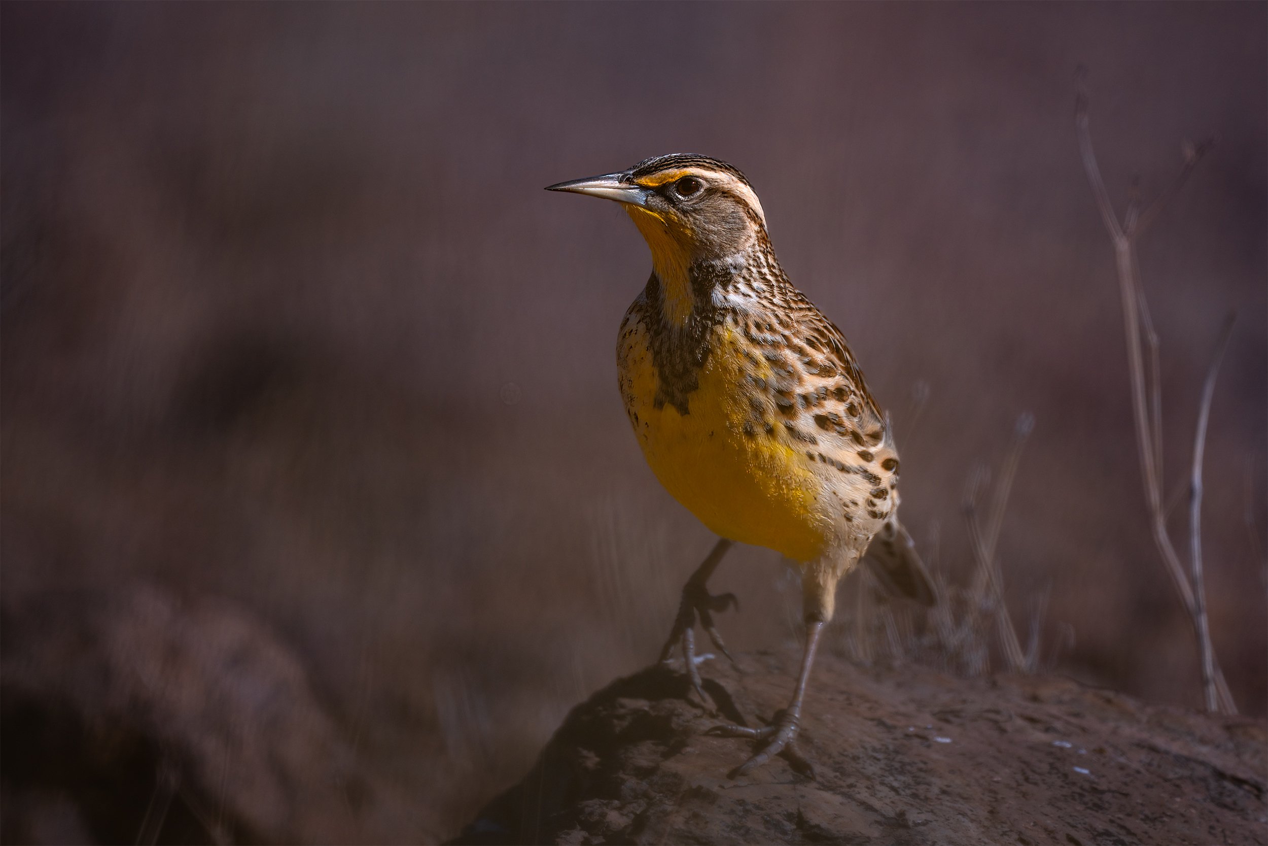 CHIHUAHUAN MEADOWLARK 1 2 X 3.jpg