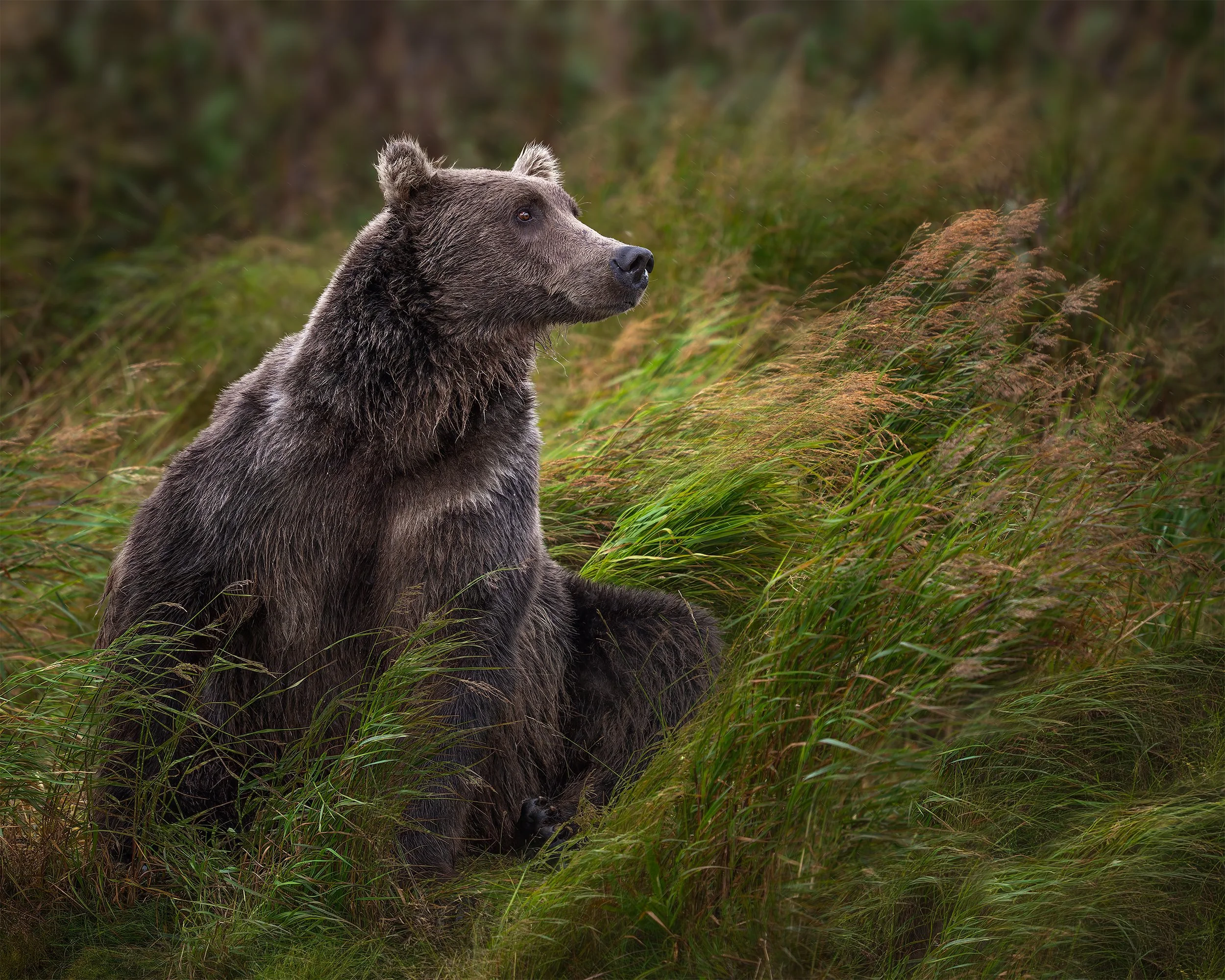 THE SIXTH SENSE bear 4x5.jpg