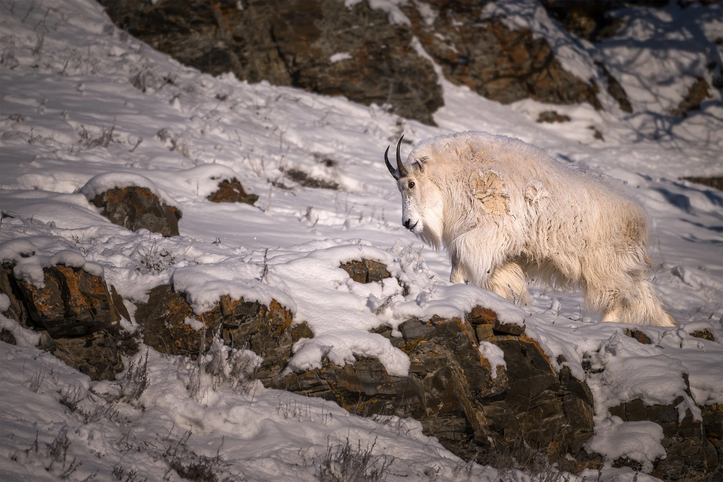 YUKON MOUNTAIN GOAT 2x3.jpg