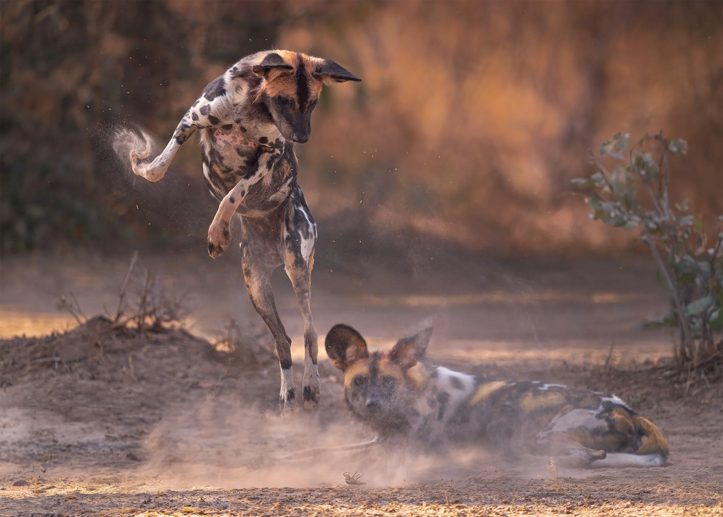 OF DOGS AND BEETLES 5X7.jpg