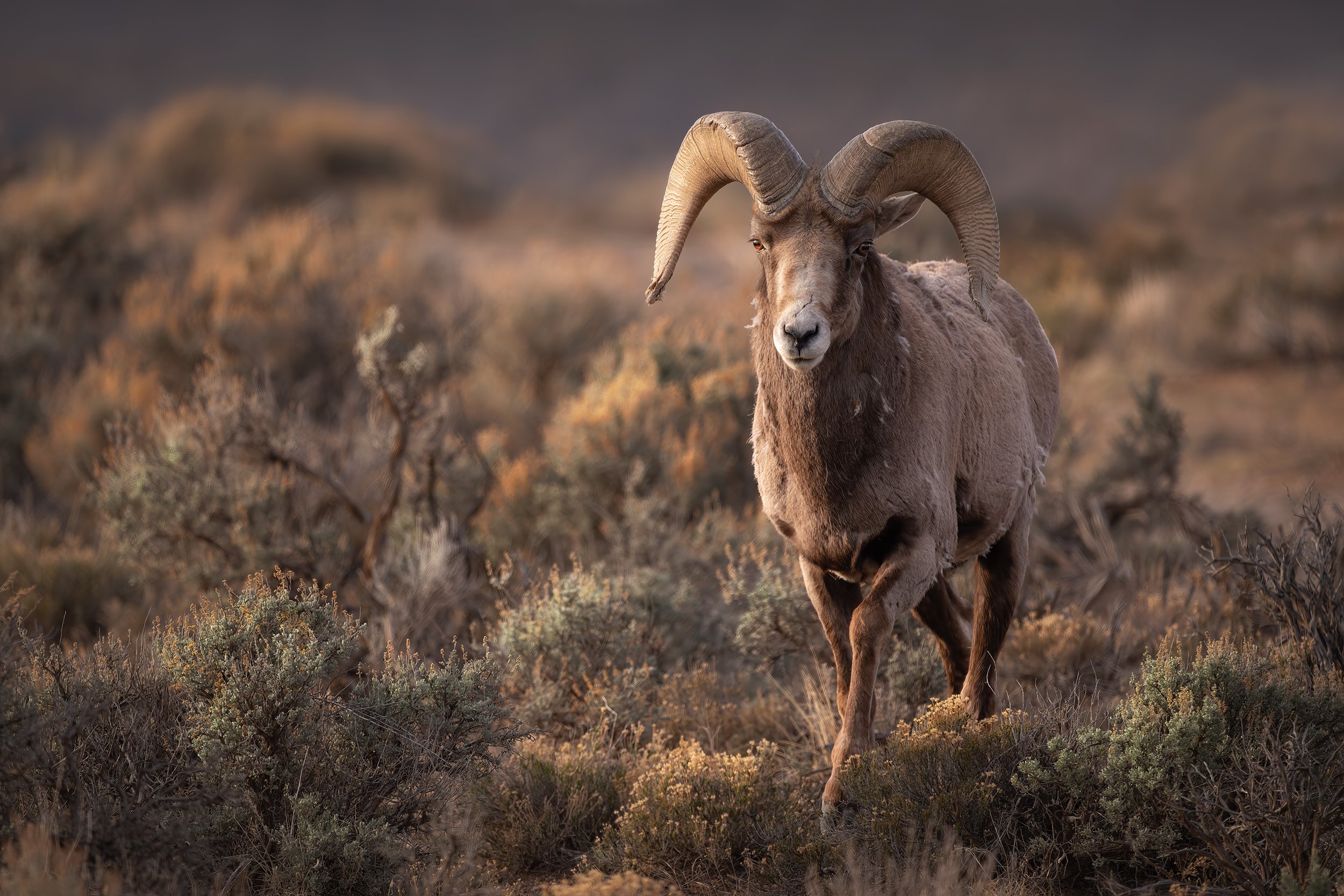 THROUGH THE SAGE BIGHORN 2x3.jpg