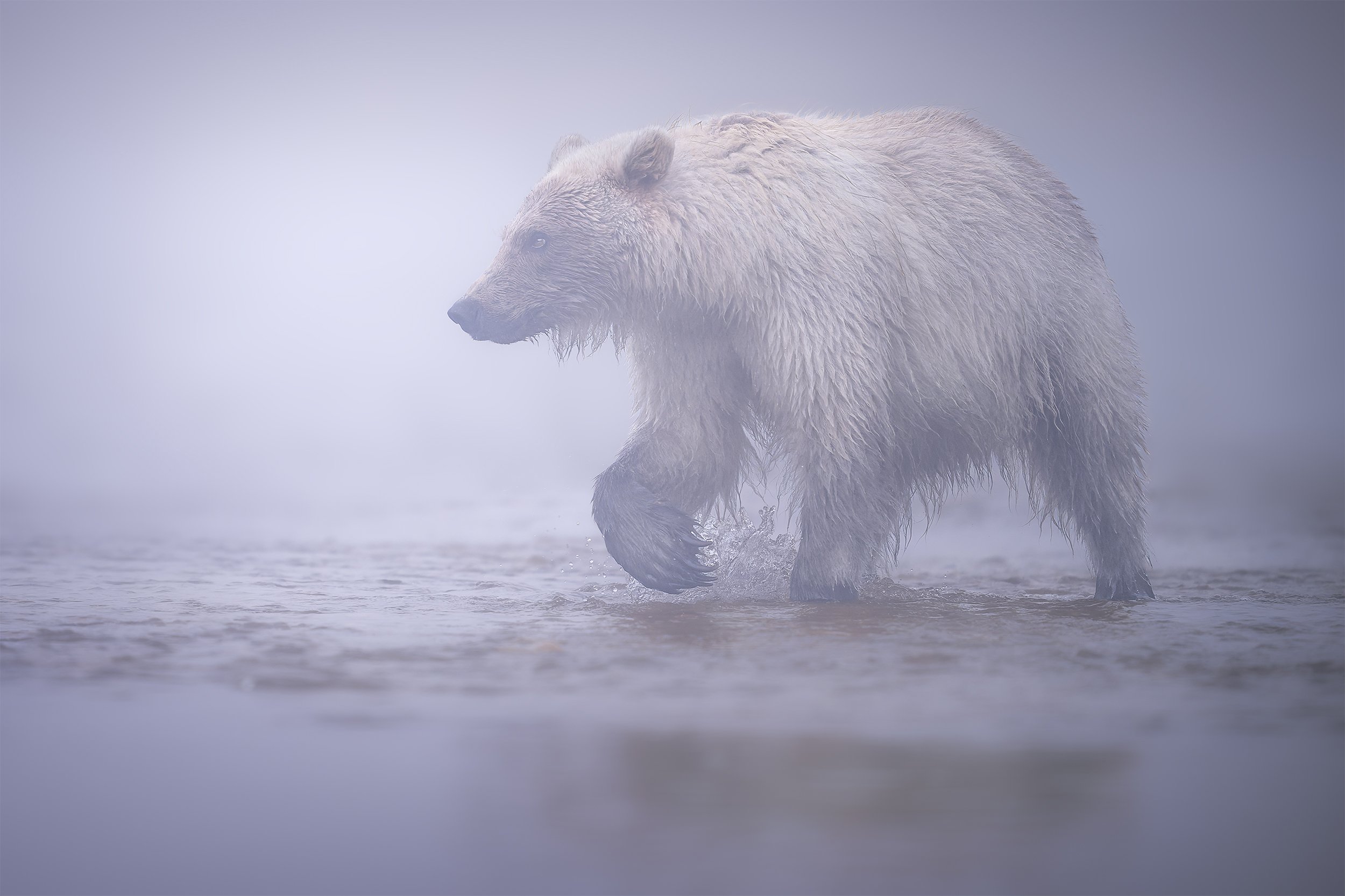 Phantom in the Fog