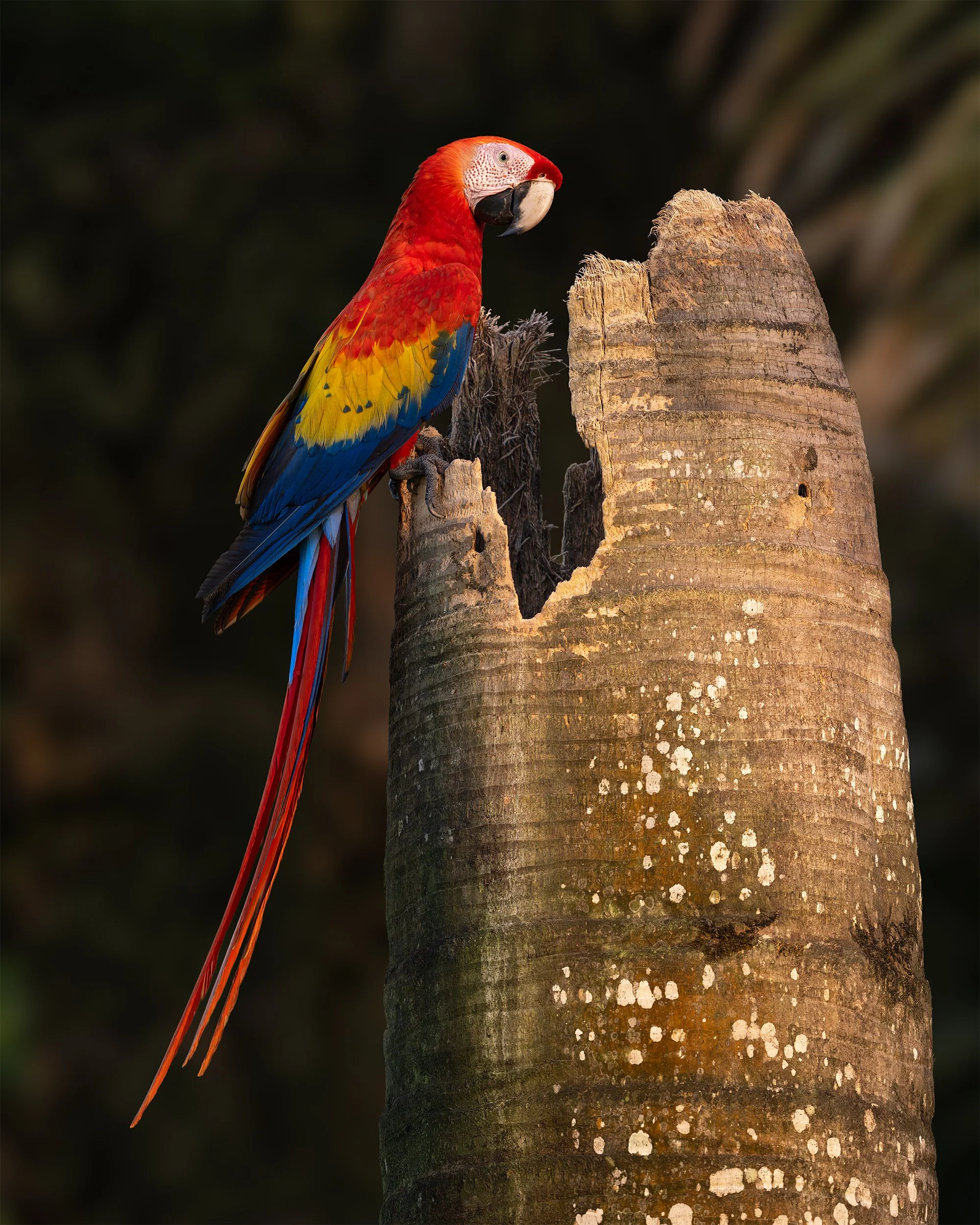 At the Nest - Scarlett Macaw