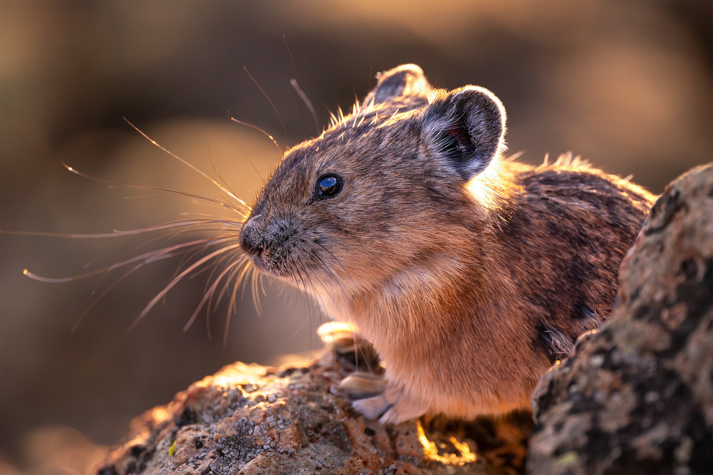 PIKA BACKLIT 2x3.jpg
