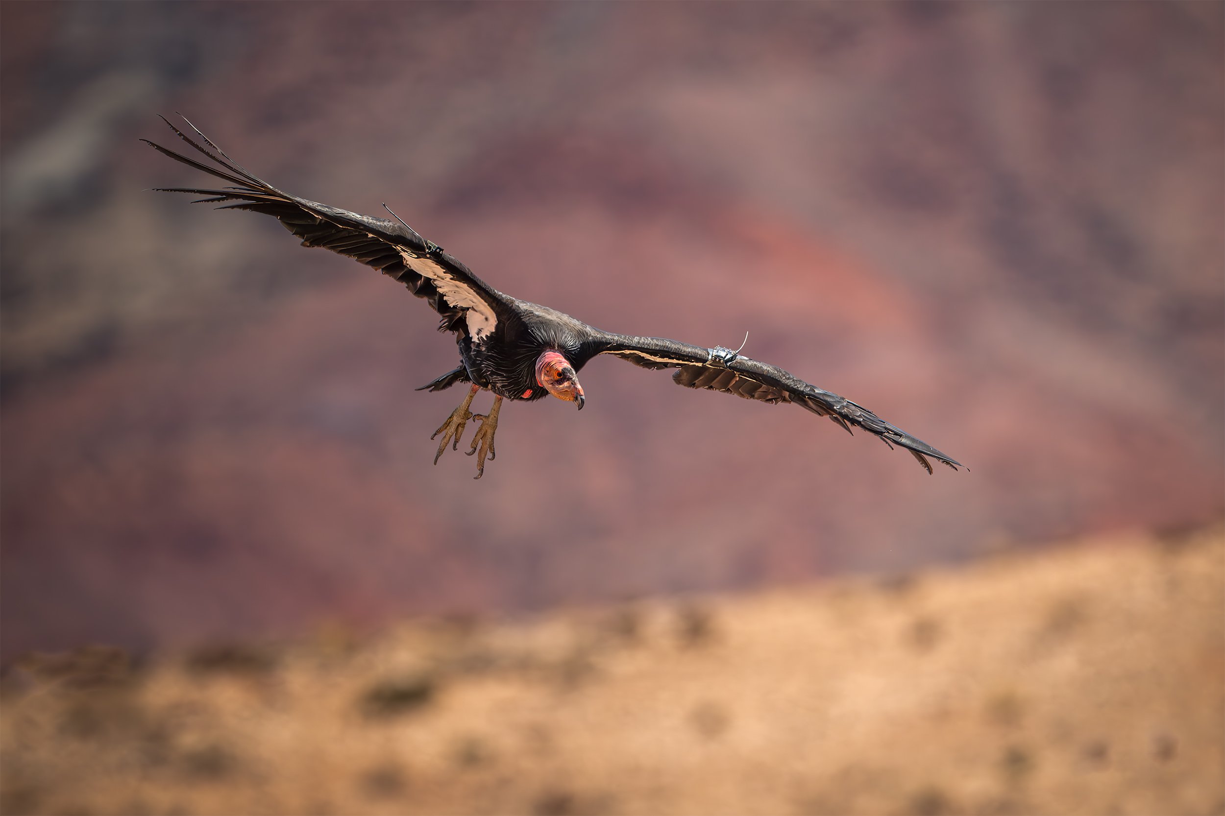 CONDOR IN THE DESERT 2x3.jpg