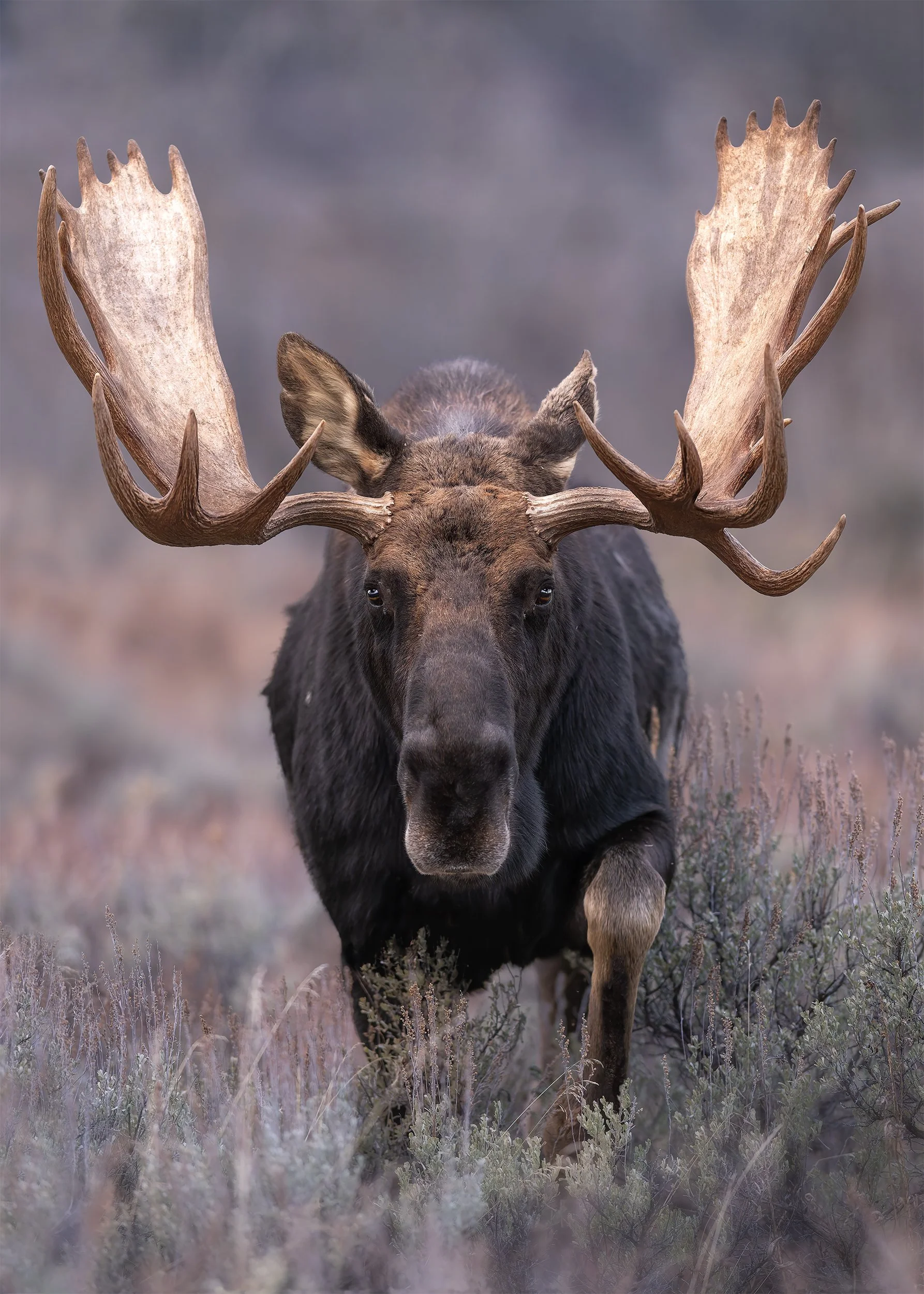 Heading Into Darkness