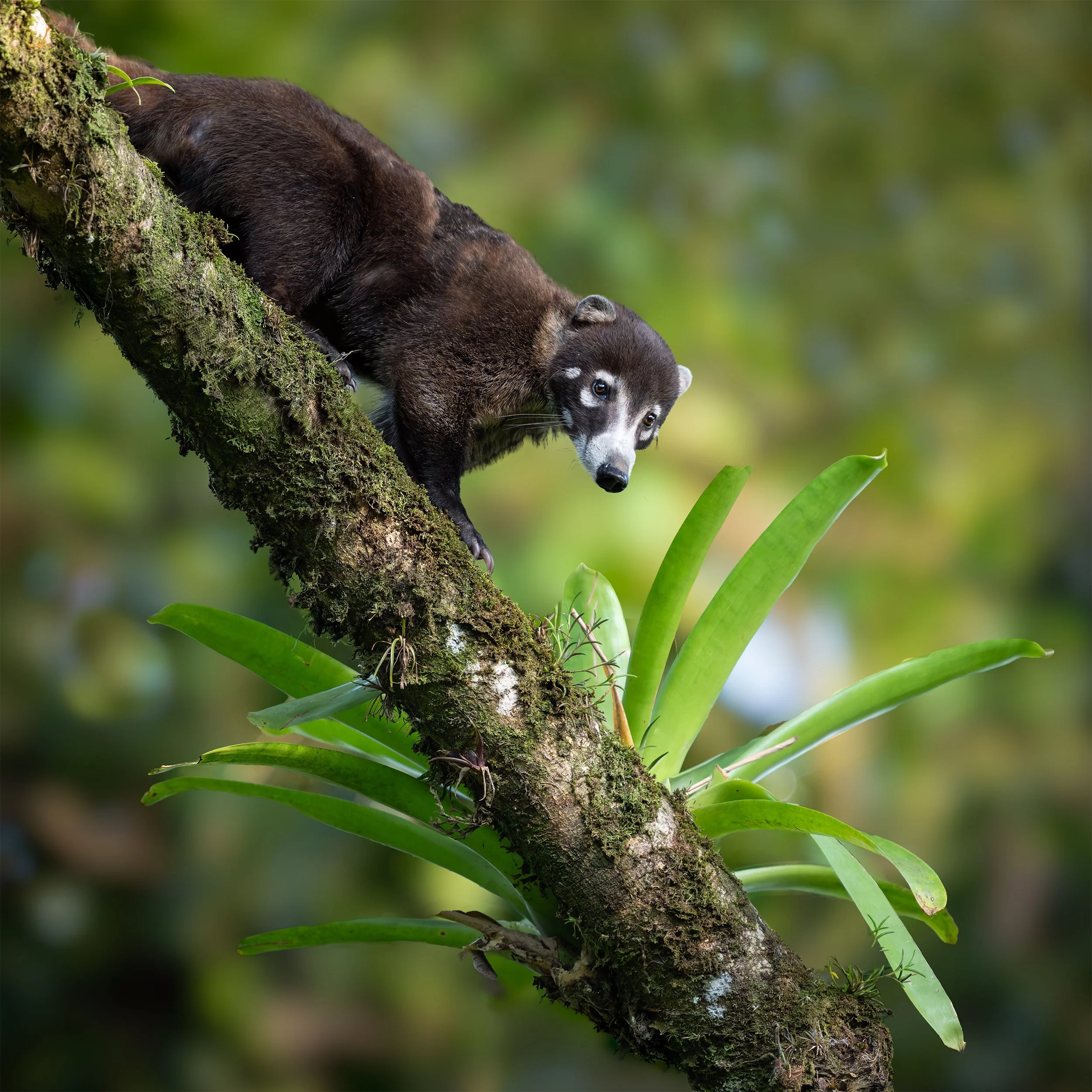 Costa Rica Coati