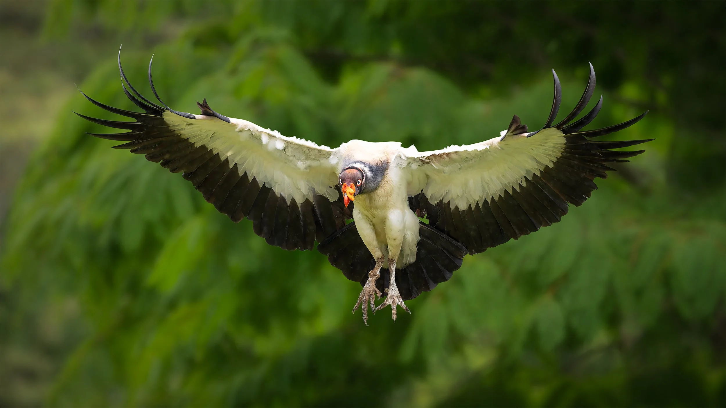 King Vulture in Flight
