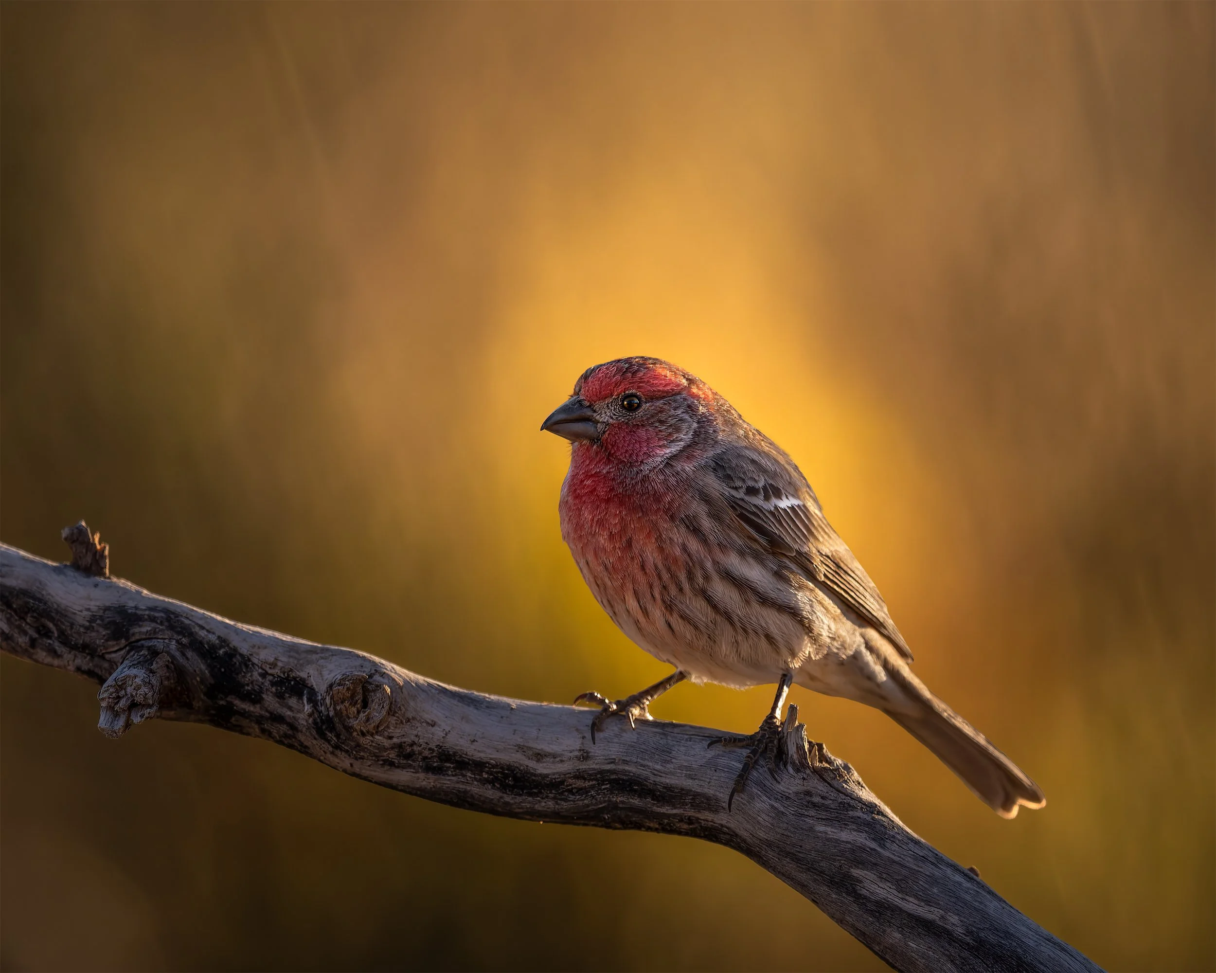 THE WARMTH OF THE DECEMBER SUN 4x5.jpg