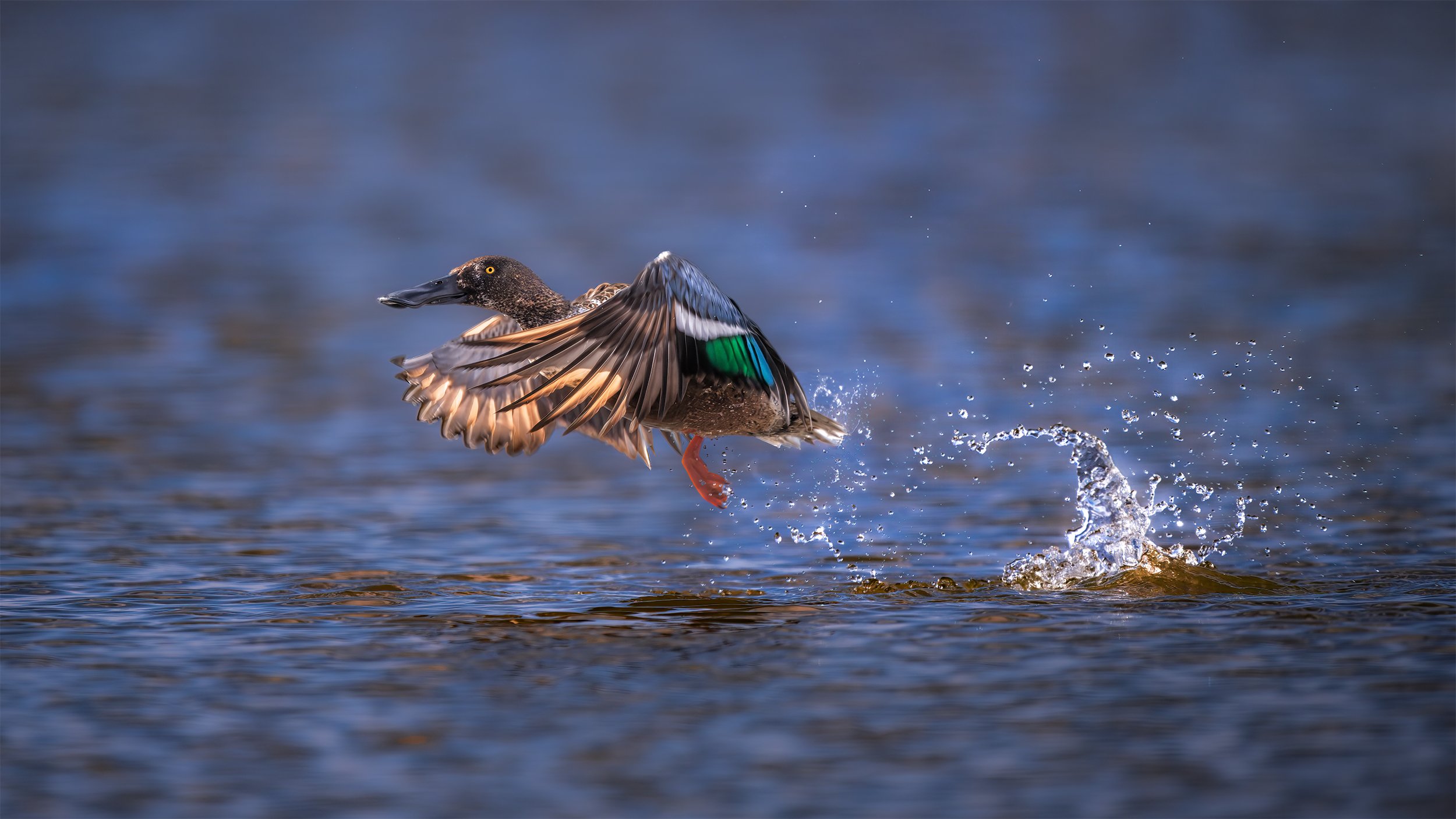 NORTHERN SHOVELER TAKING FLIGHT 16X9 REPLACE.jpg