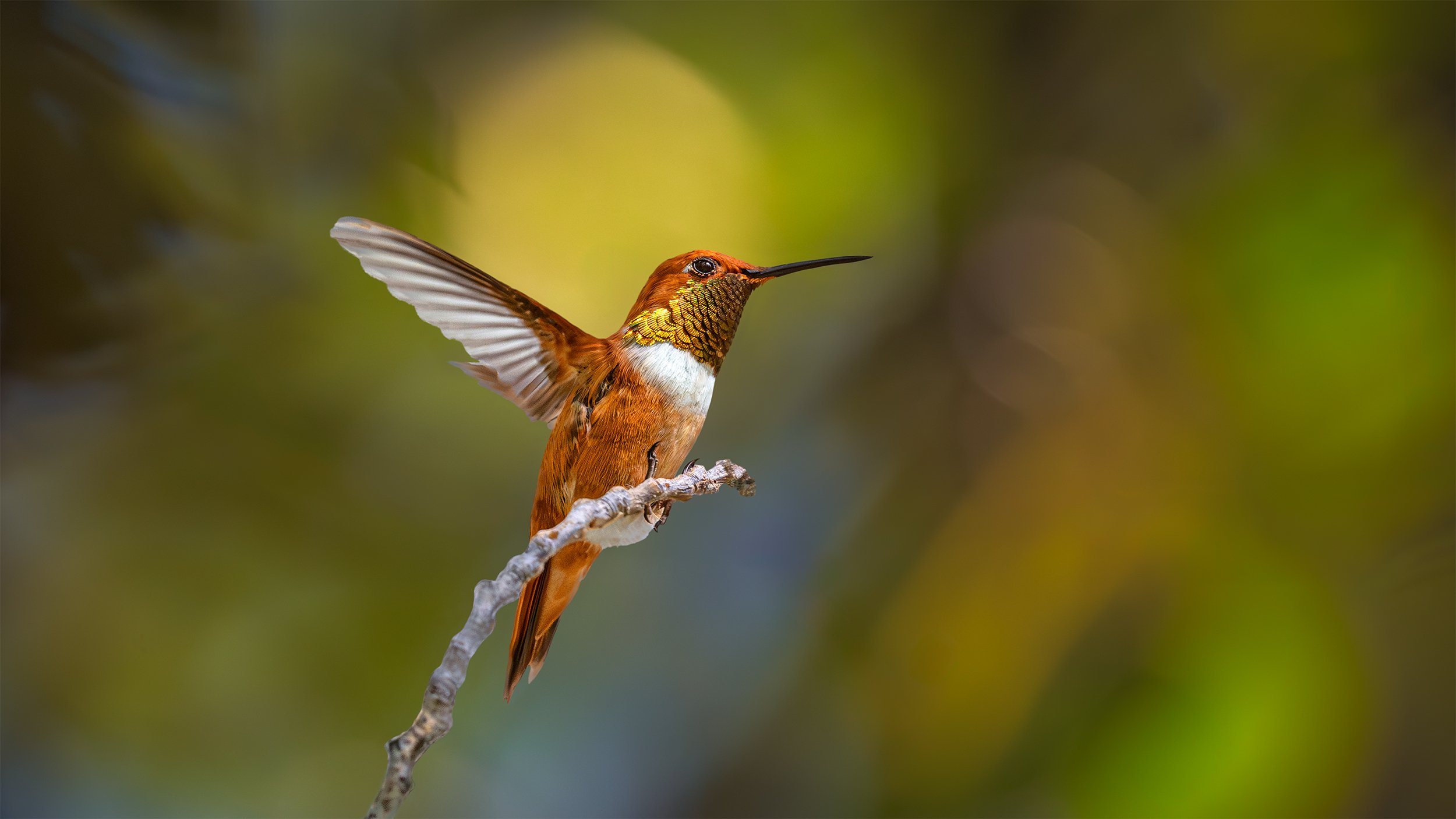 KATHY'S HUMMINGBIRD 16x9.jpg