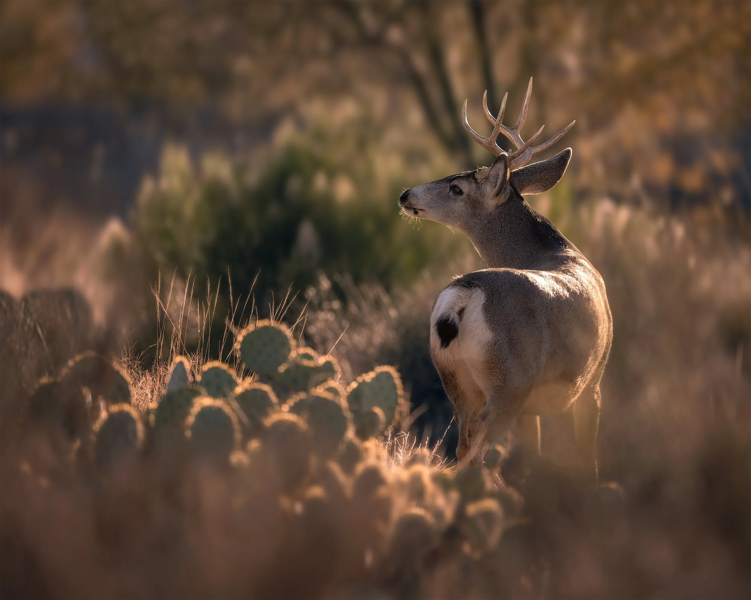 HIS DESERT GARDEN 4x5.jpg