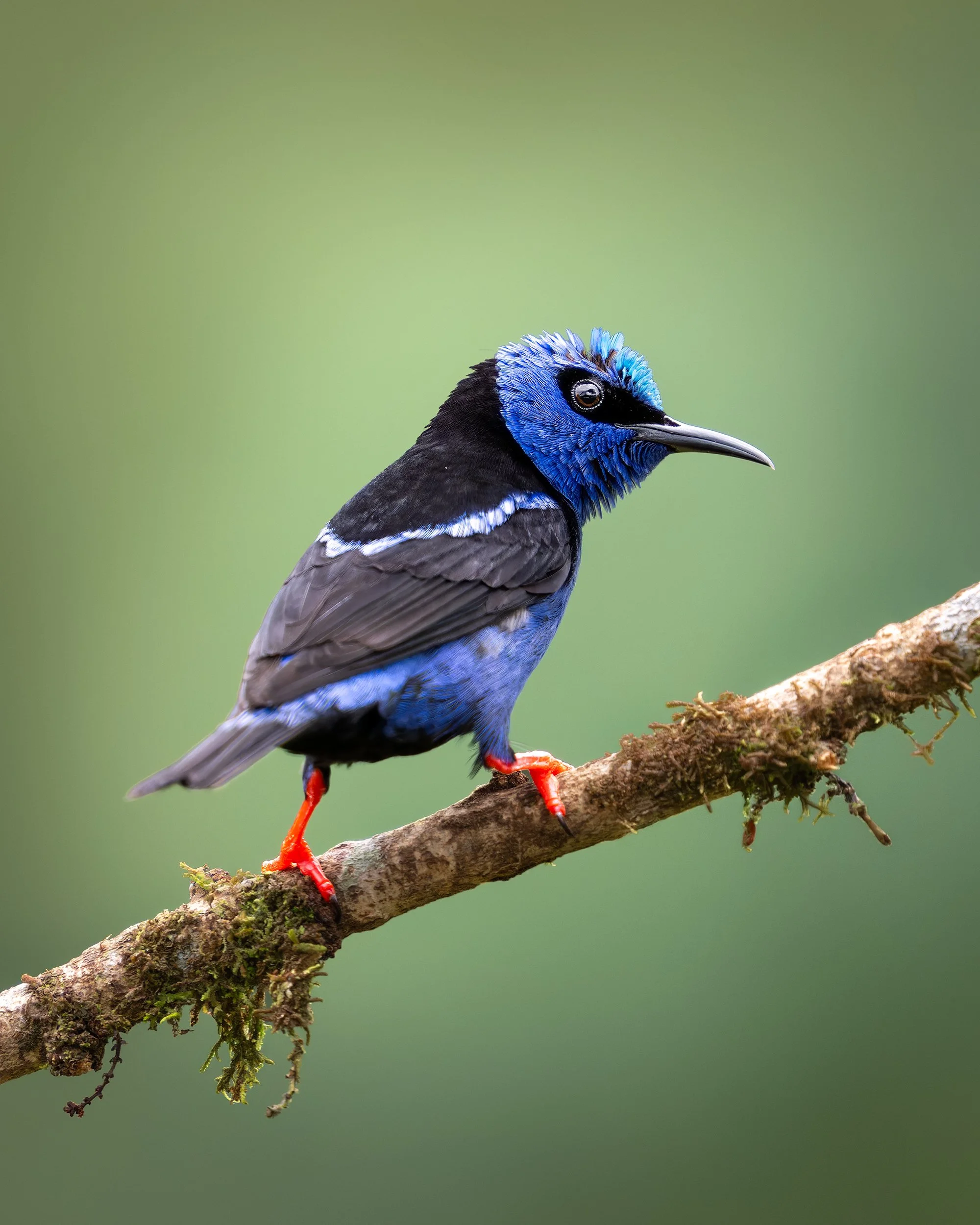 COSTA RICA RED LEGGED HONEY CREEPER 4 x 5.jpg