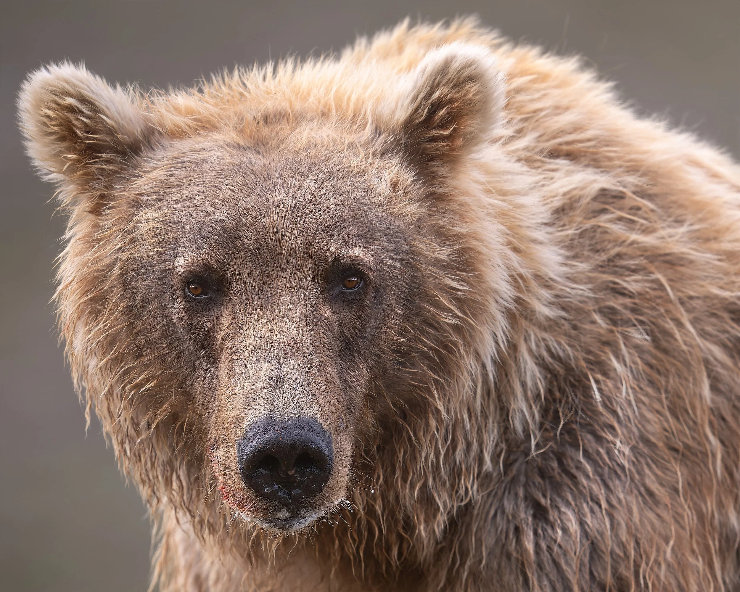A PORTRAIT OF A MOTHER bears 4x5.jpg