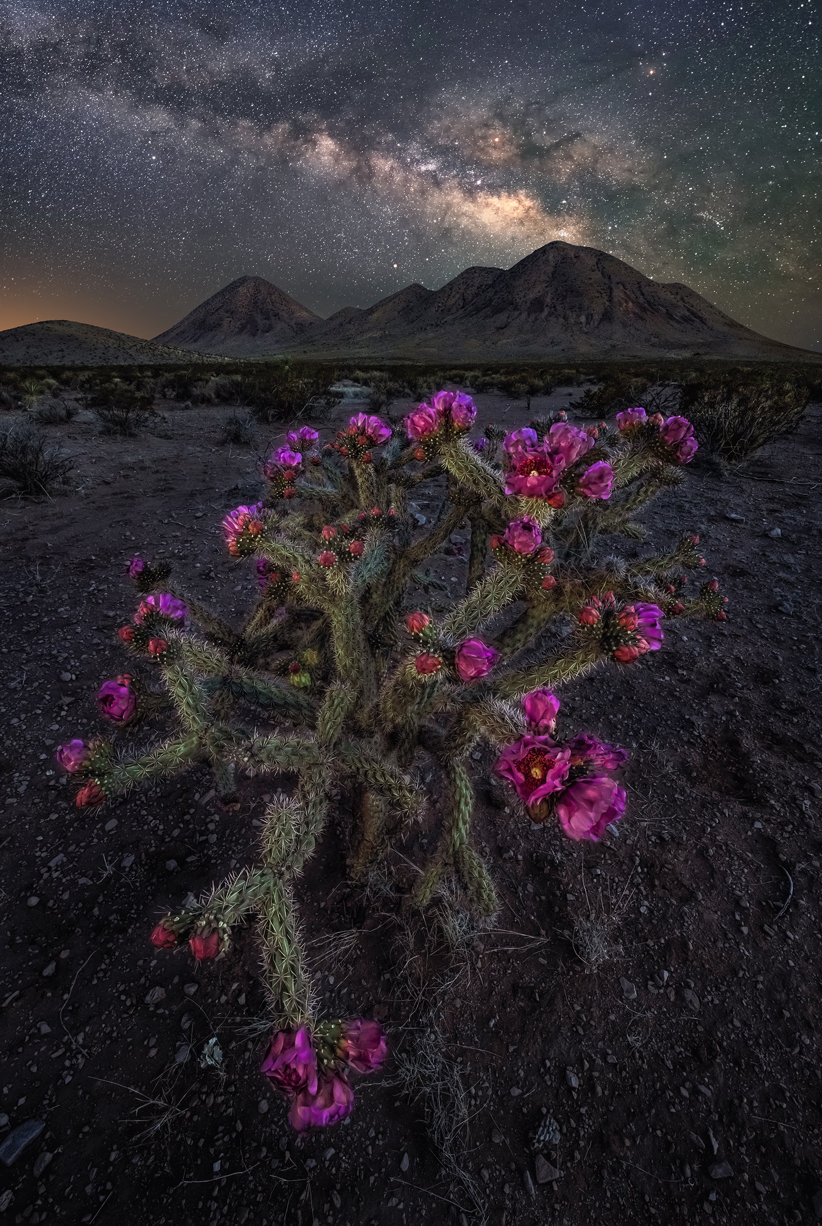 Night of the cholla 2X3.jpg