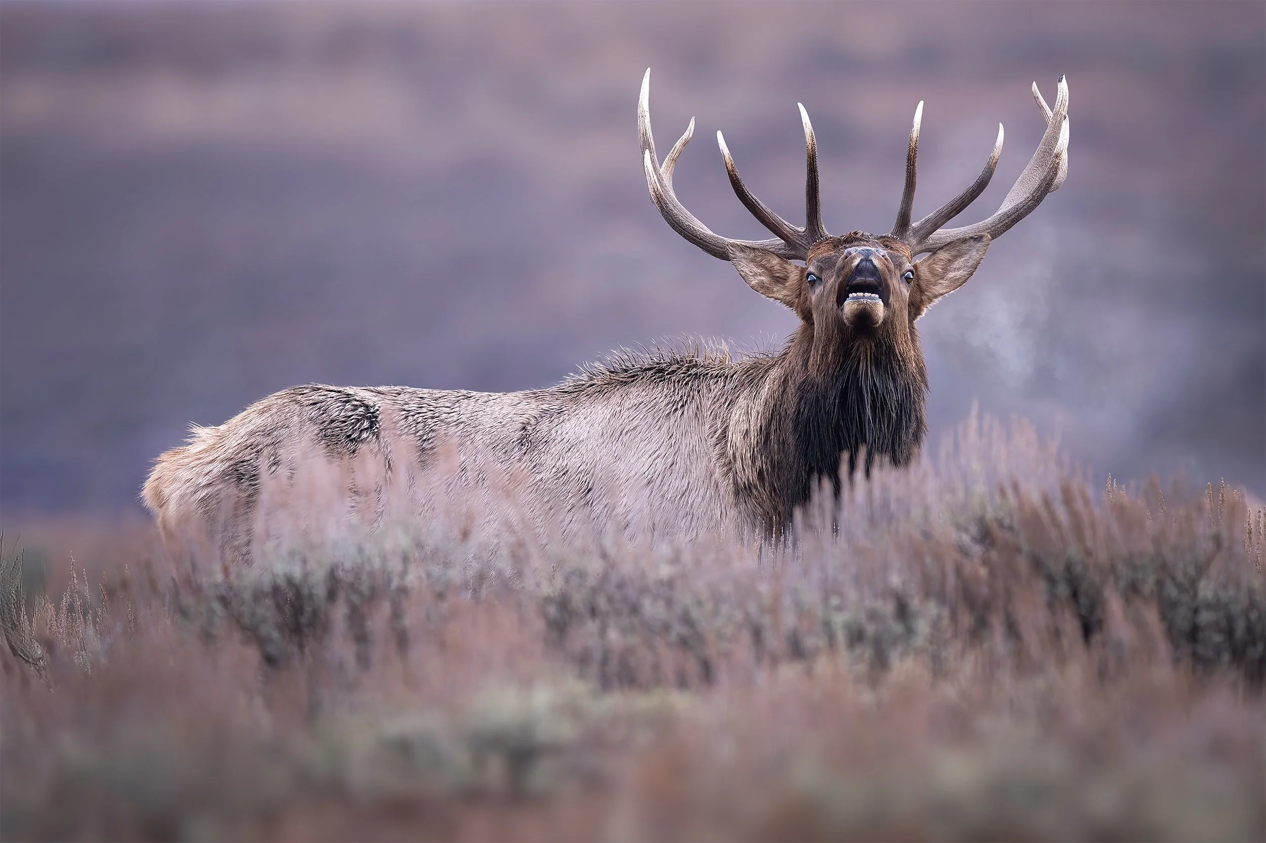 Can You Hear the Call