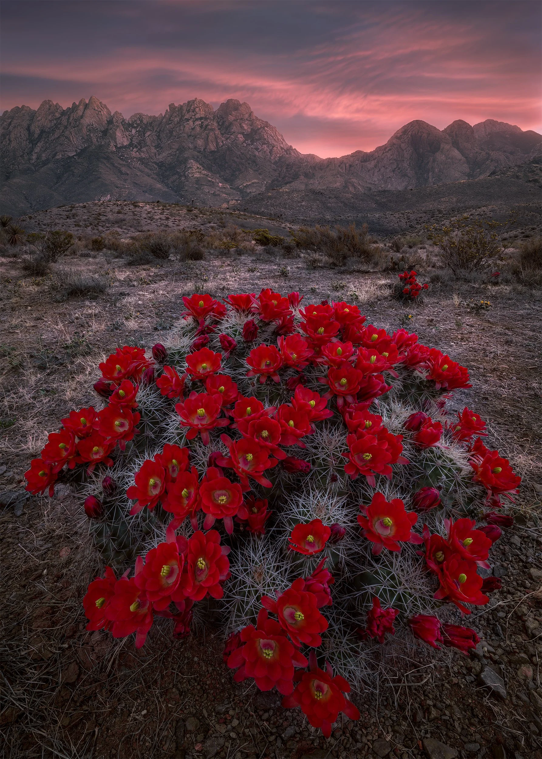 CLARET CUPS AND COFFEE 5X7.jpg