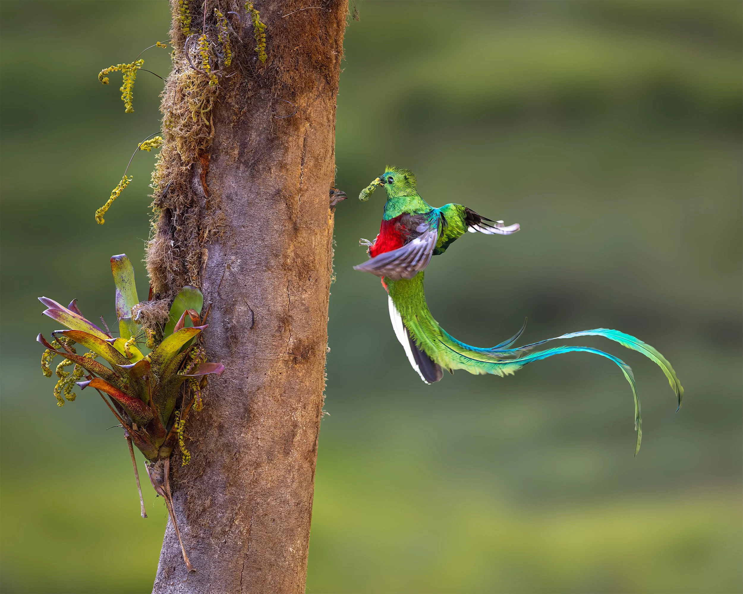 Costa Rica Resplendent Quetzal Feeding the Baby
