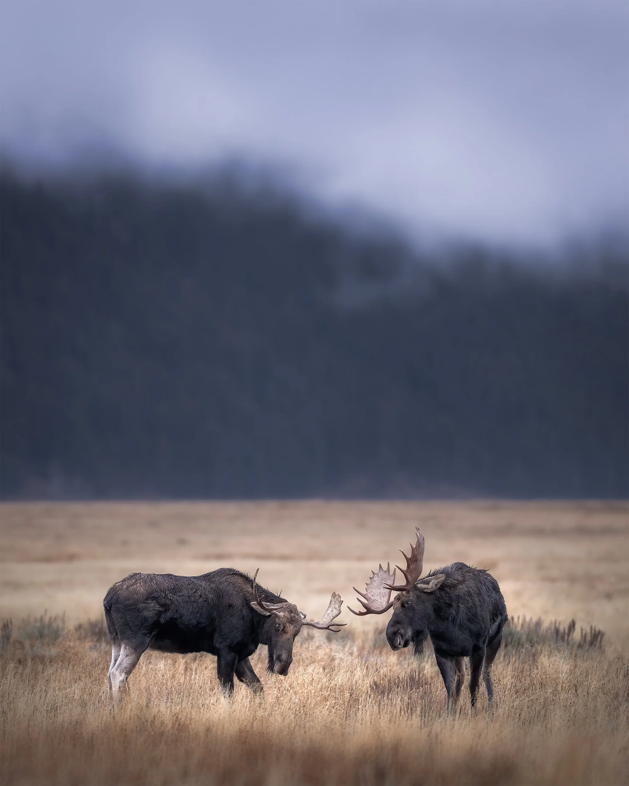 BEFORE THE BATTLE  4x5 for website.jpg