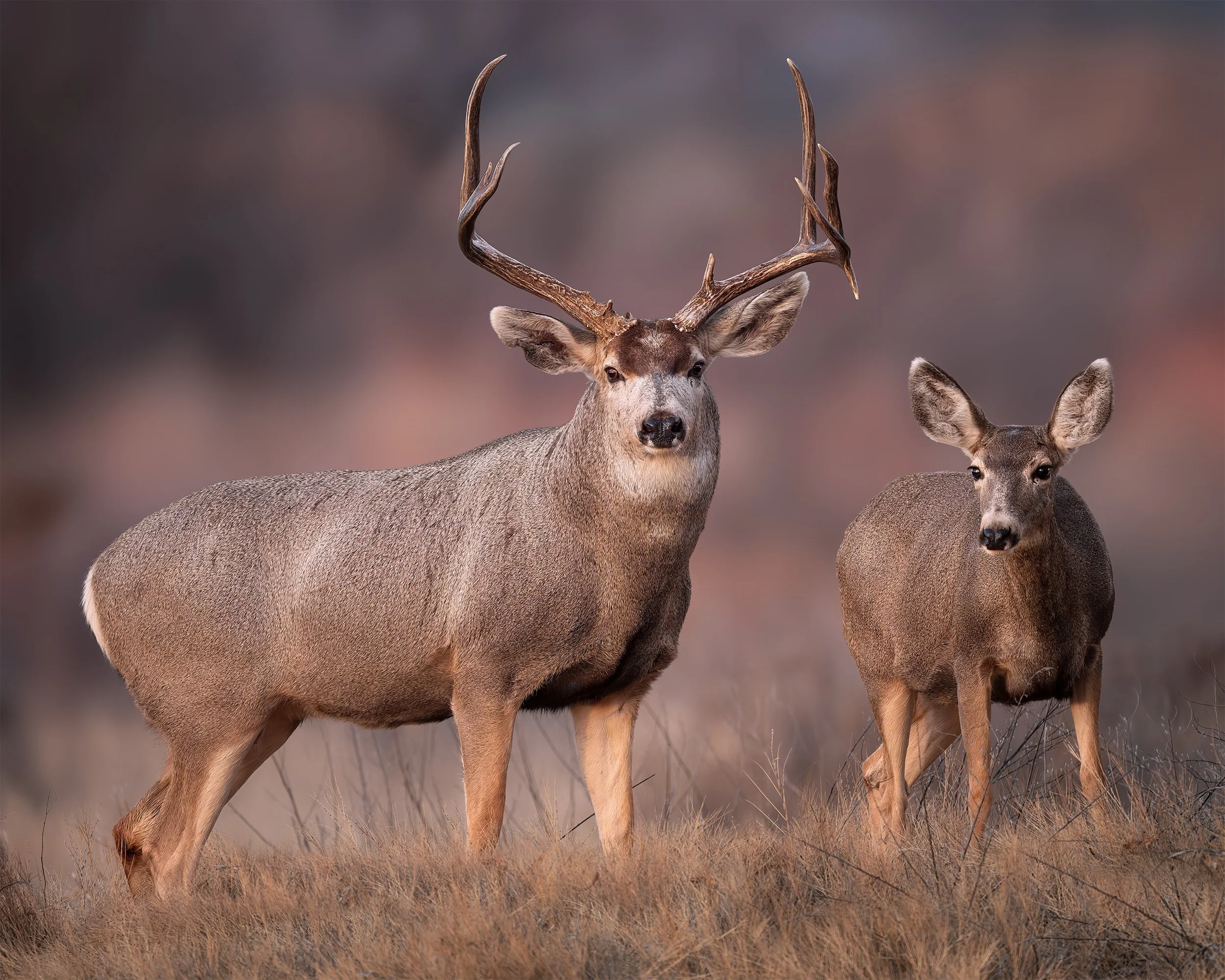 Mule Deer Mates
