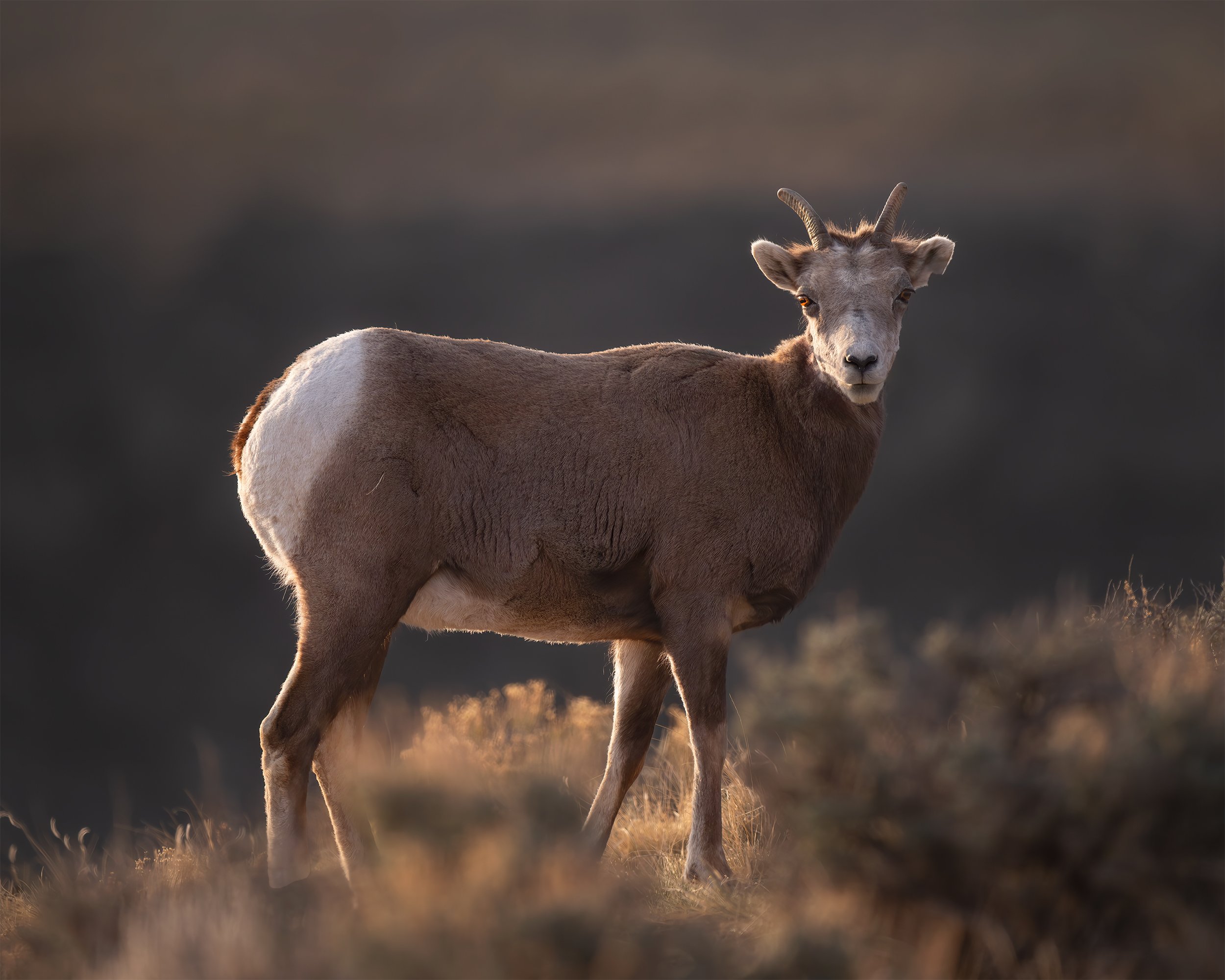 MATRIARCH OF THE CANYON 4x5.jpg