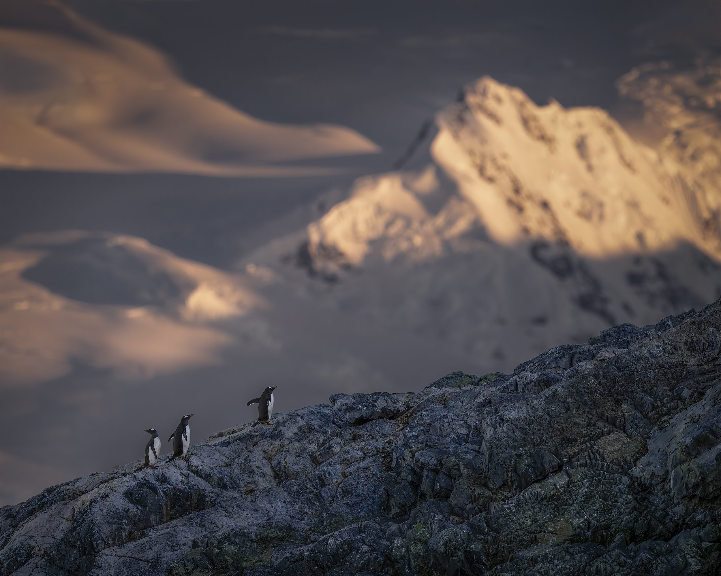 THE JOURNEY 4x5.jpg
