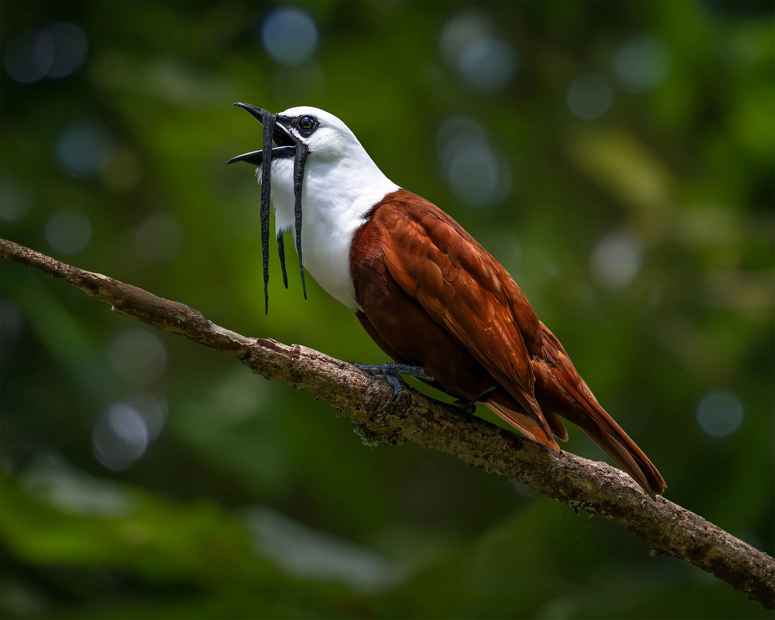 COSTA RICA BELL BIRD #2_Z8A2224-1 4x5.jpg
