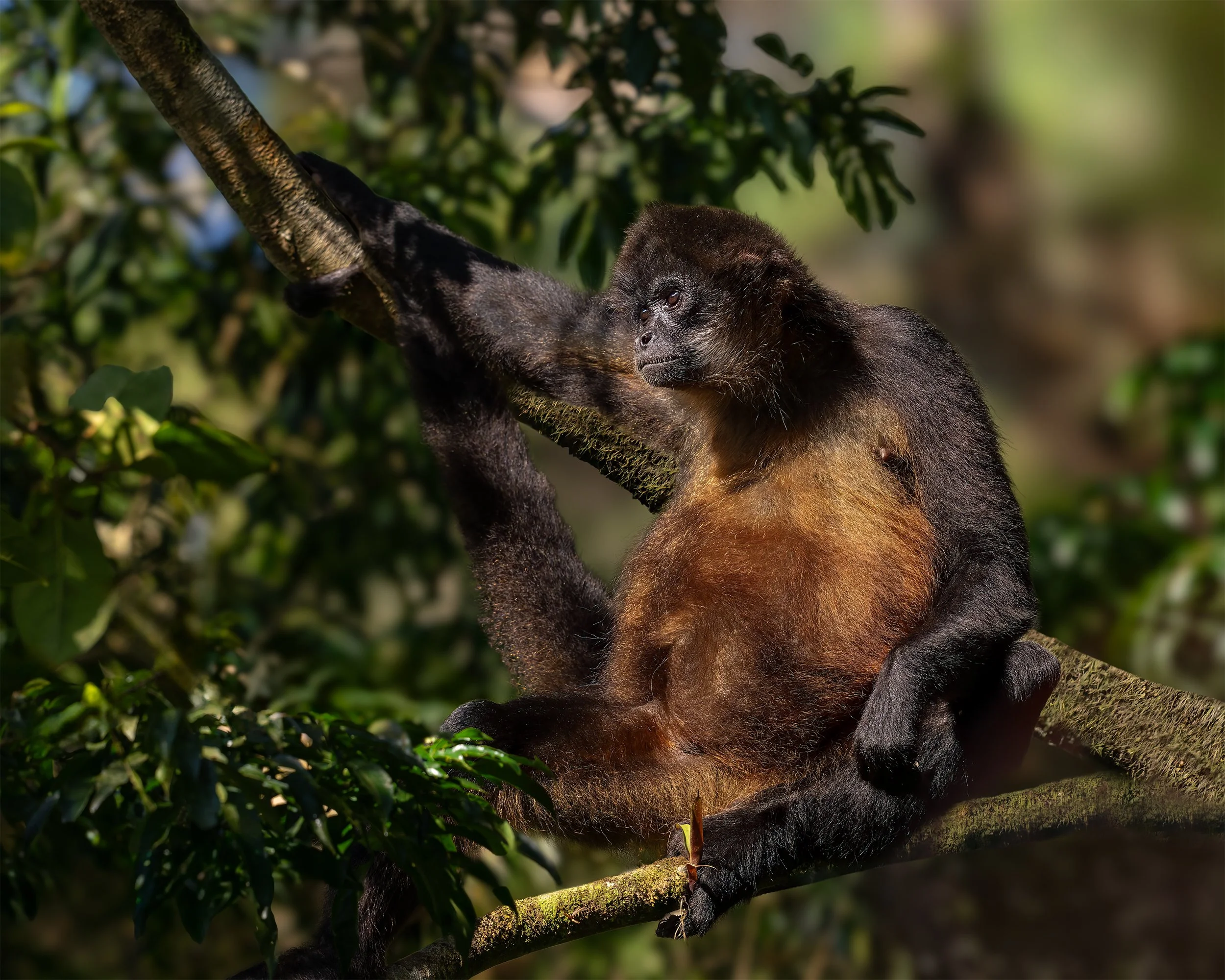 COSTA RICA THE CONTEMPLATER spider monkey 4x5.jpg