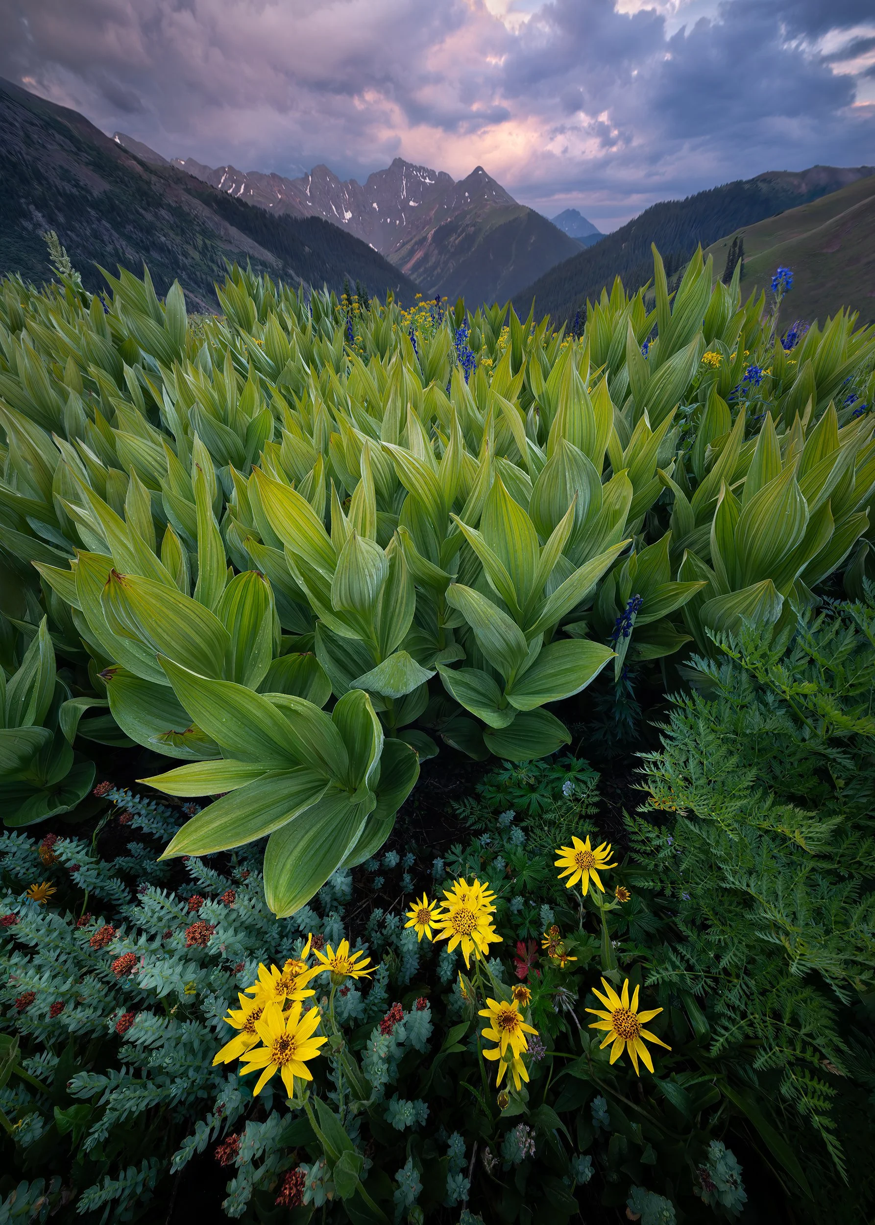 TO HIDE AMONGST THE CORN LILYS 5x7.jpg
