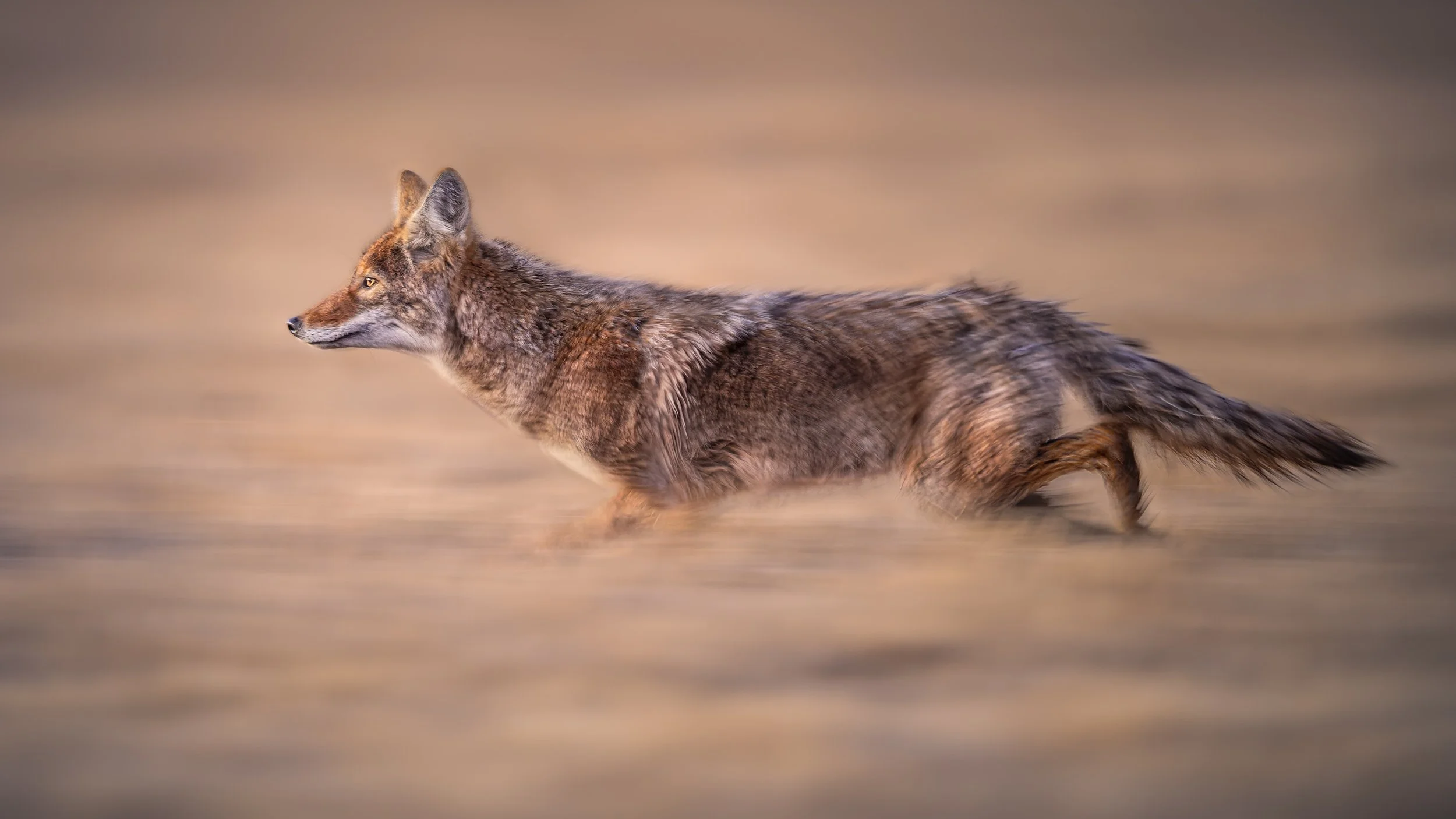 Hunting the Dying Sun