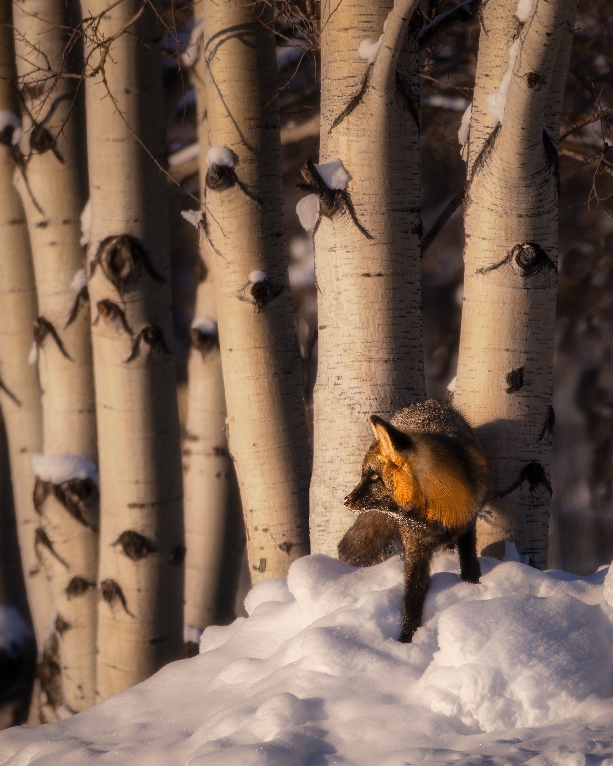 A RED IN THE ASPENS 4x5.jpg