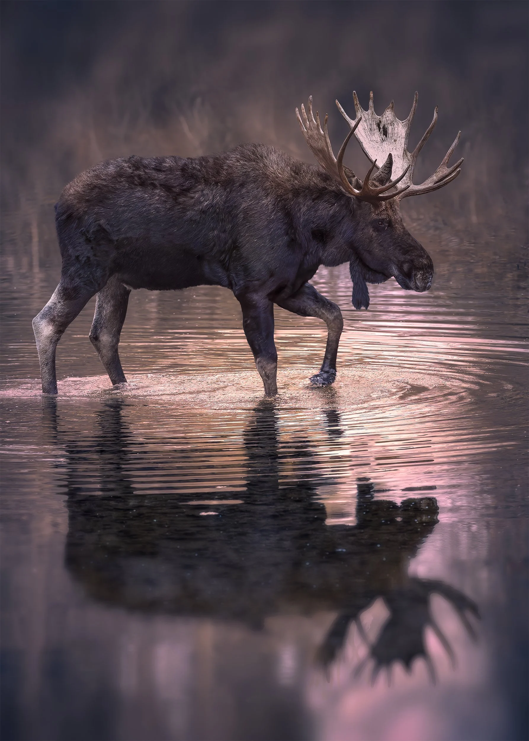 EVENING WADE moose in water 2x3.jpg